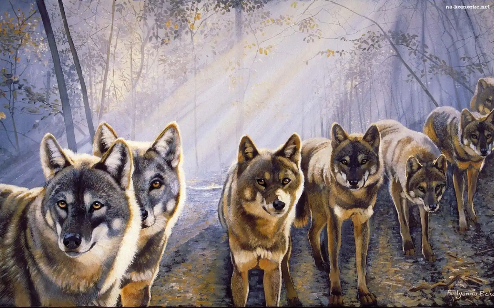 Wilki, Słońca, Las, Promienie