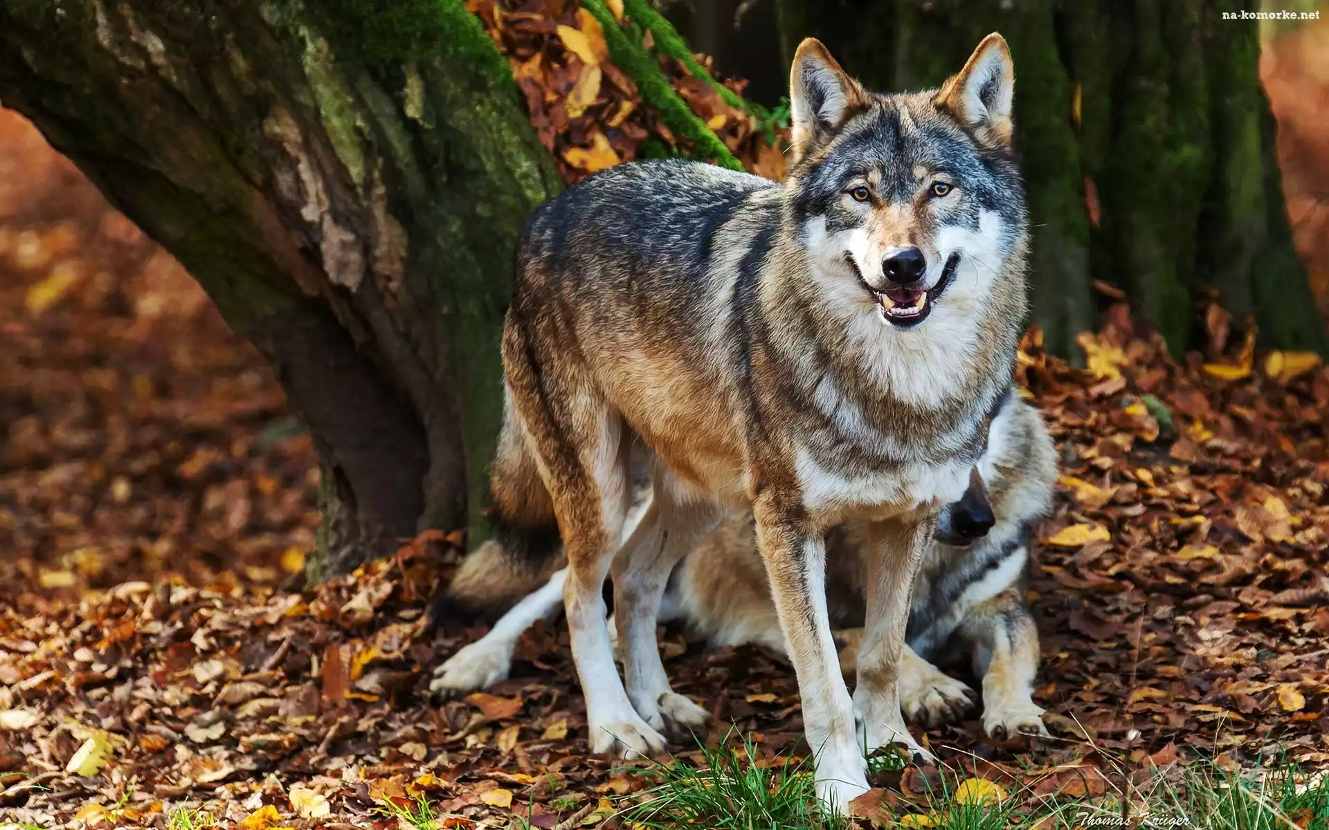 Wilki, Drzewa, Liście, Pień