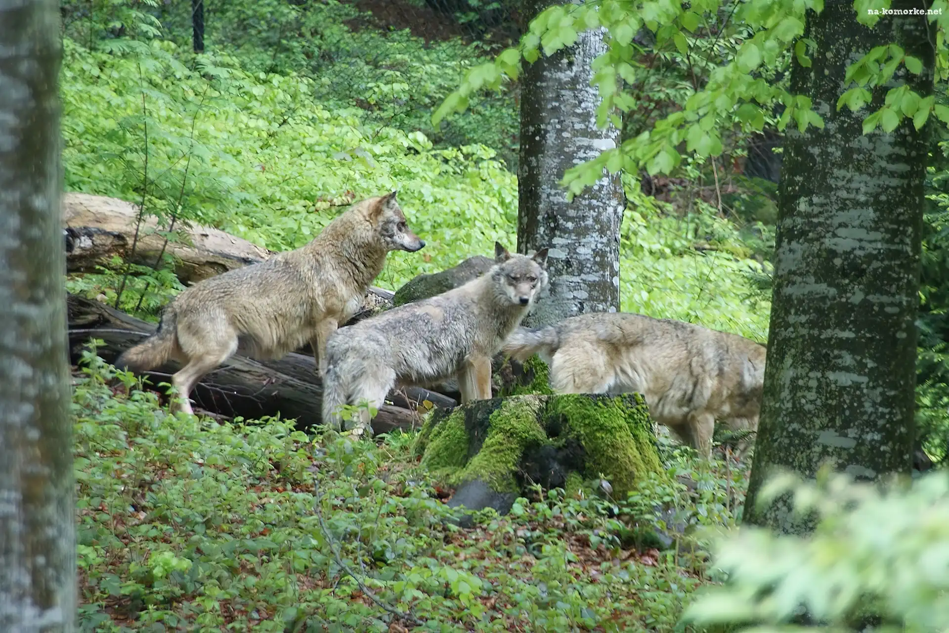 Szare, Wilki, Las