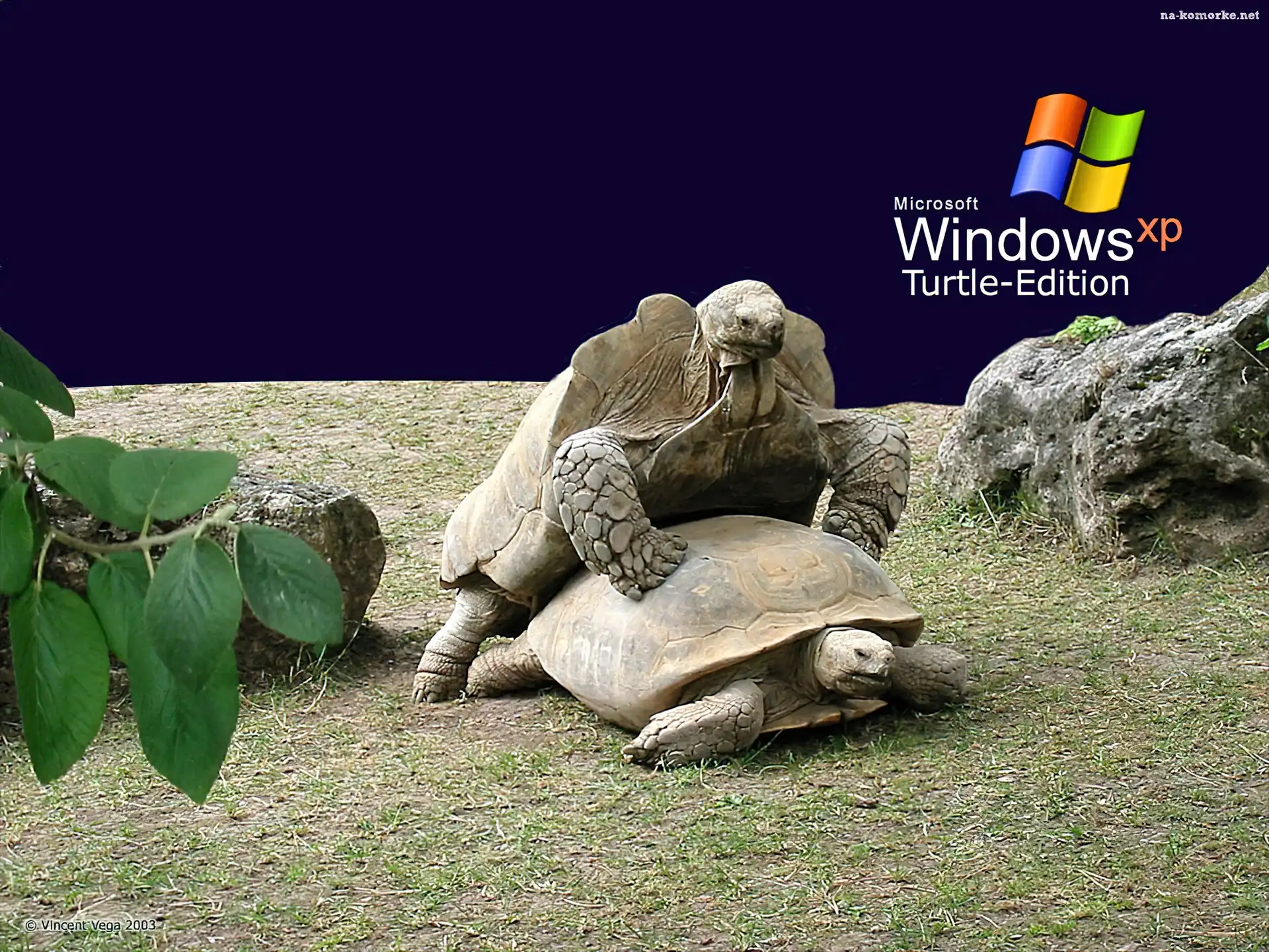 Windows, Żółwie