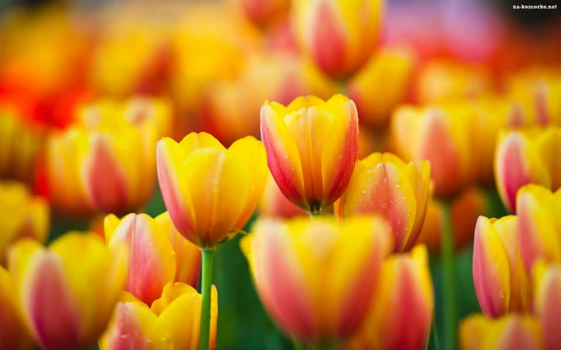 Wiosenne, Tulipany