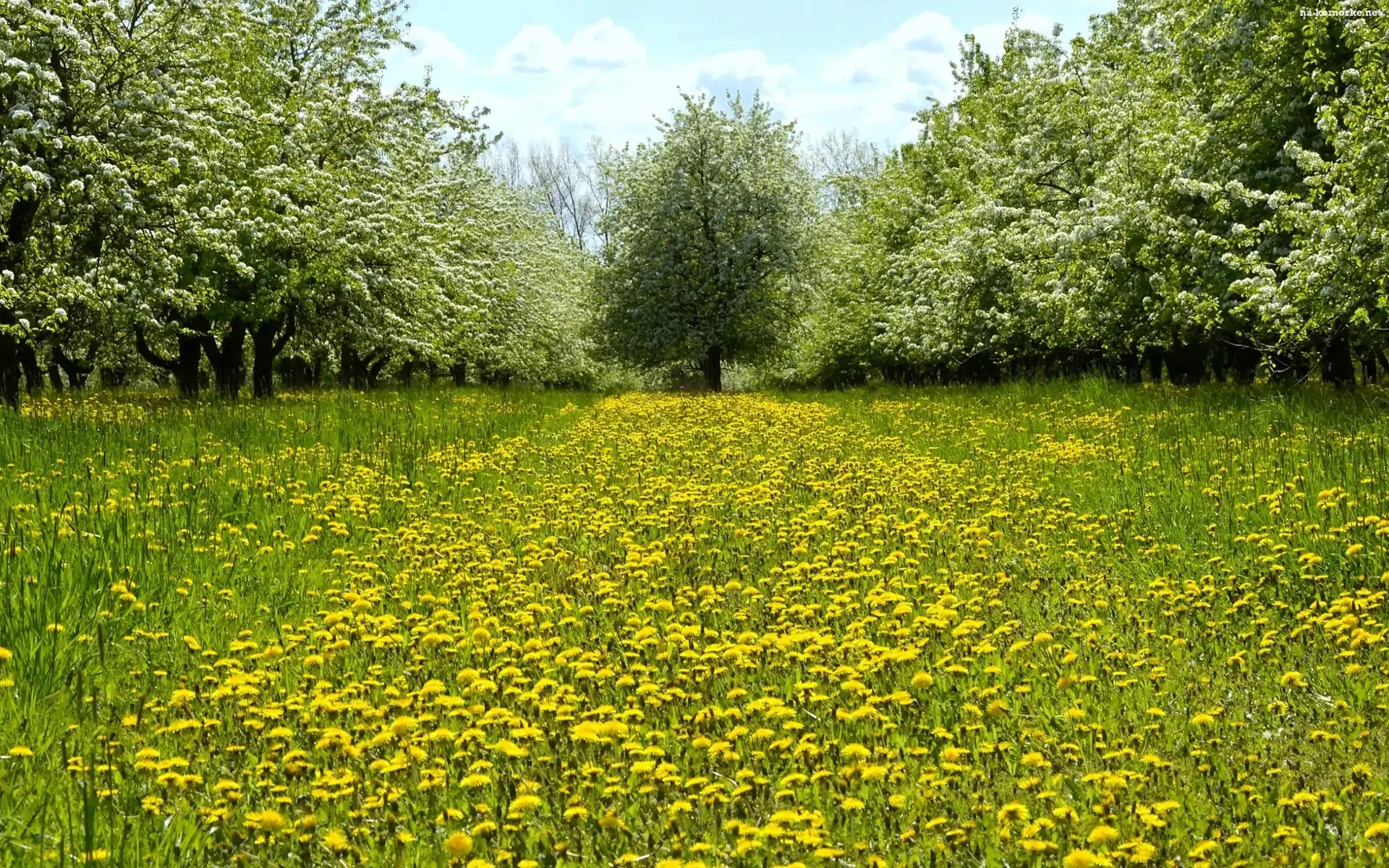 Wiosna, Park, Kwitnące, Drzewa, Mniszek