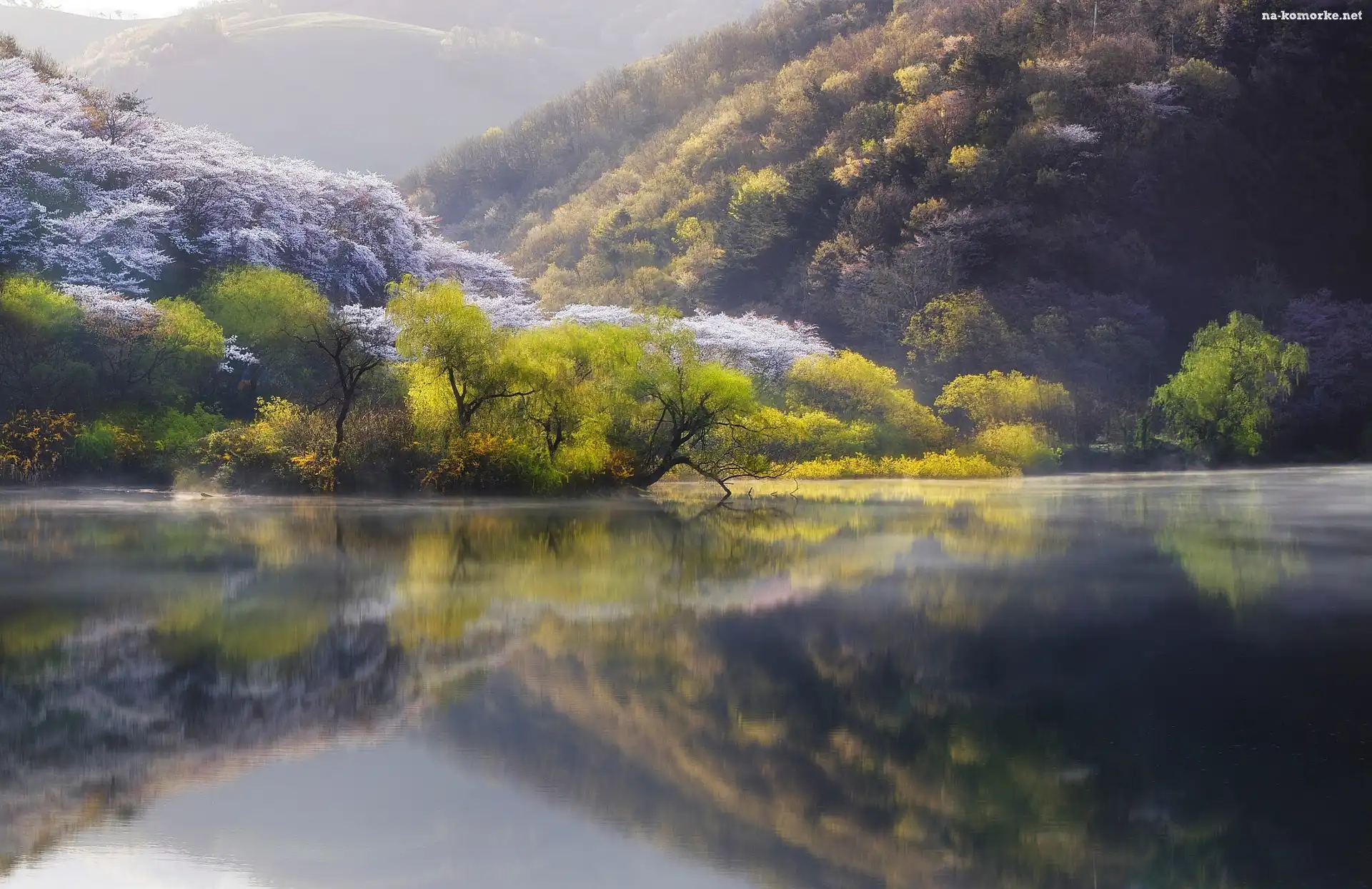 Wiosna, Drzewa, Jezioro, Las