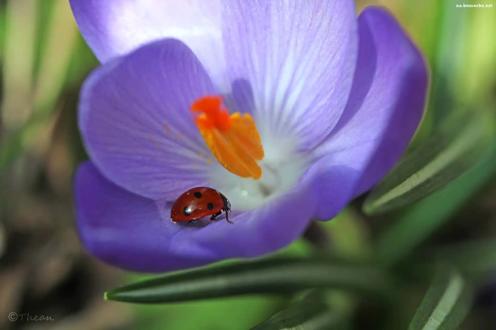 Wiosna, Biedronka, Fioletowy, Krokus, Kwiat