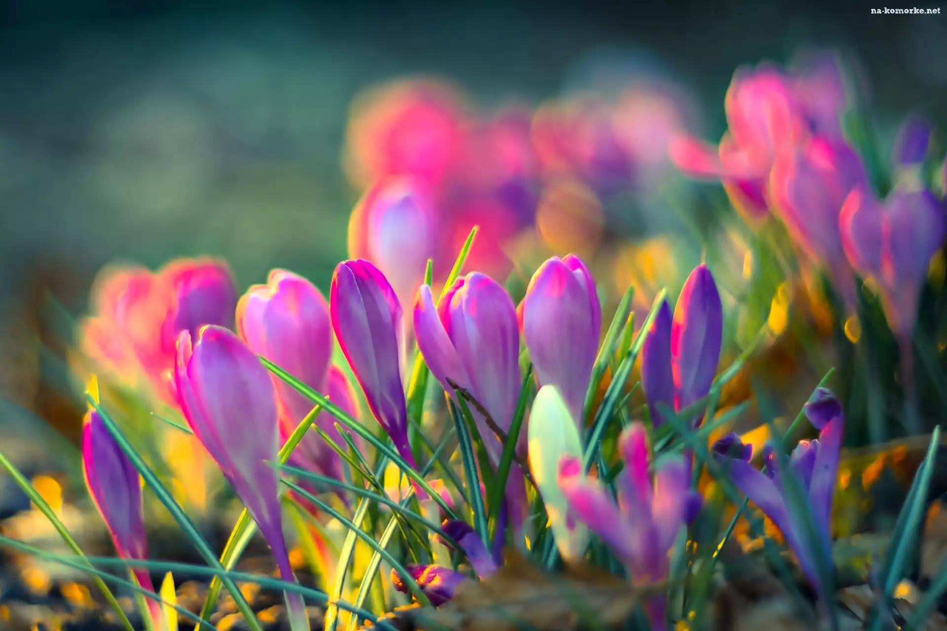 Wiosna, Bokeh, Krokusy, Światło