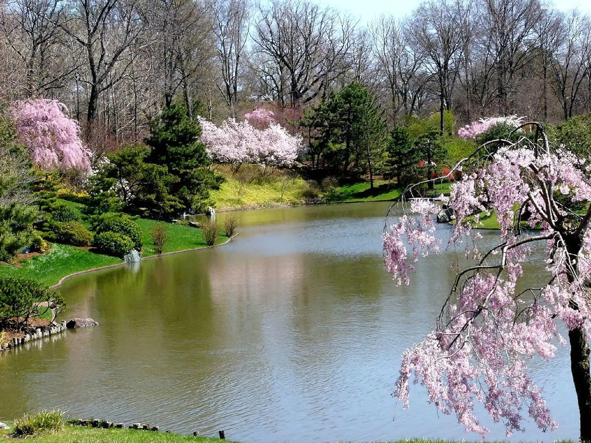 Wiosna, Park, Rzeka, Kwitnące, Drzewa