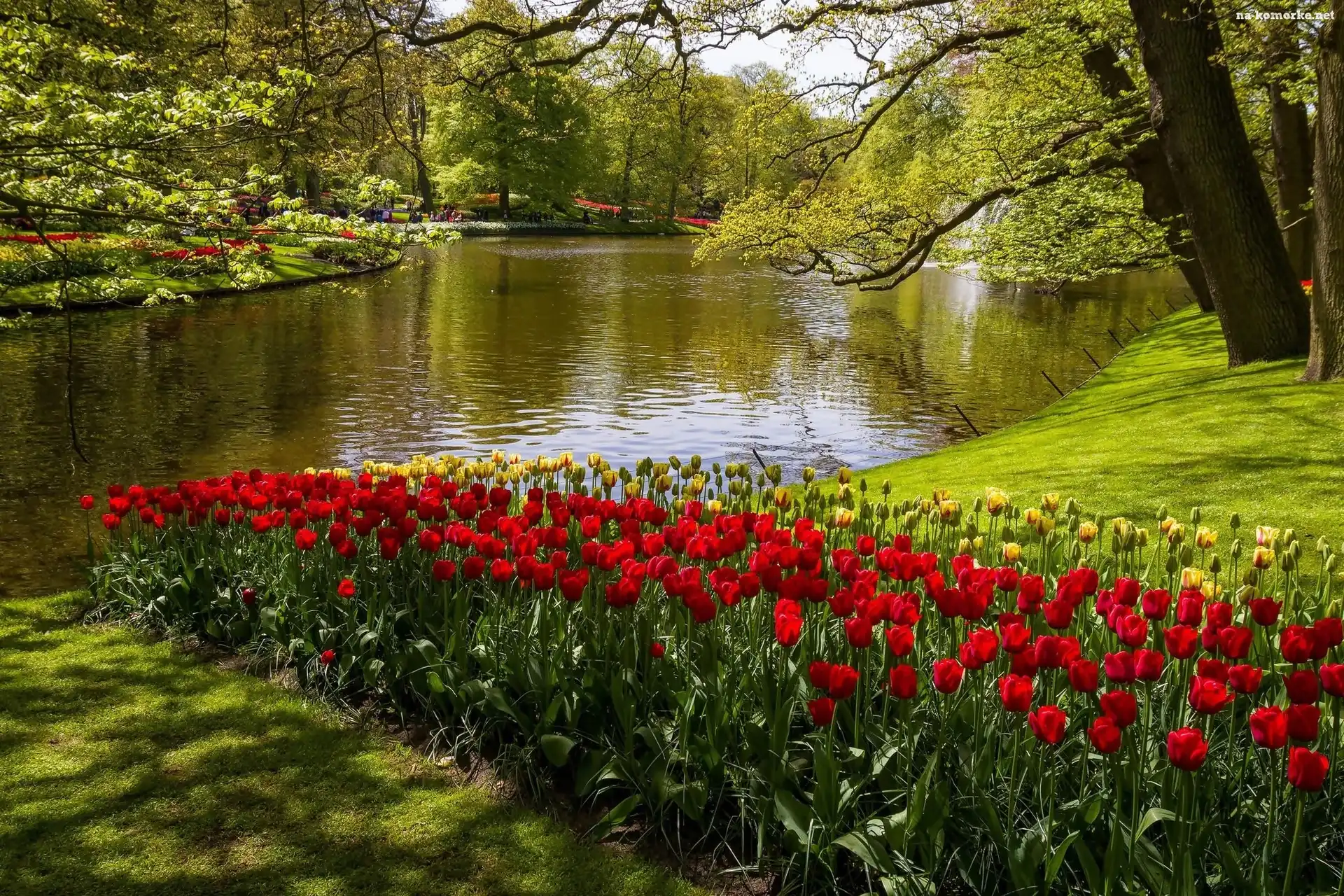 Tulipany, Wiosna, Park, Holandia, Rzeka, Kaukenhof, W, Lisse
