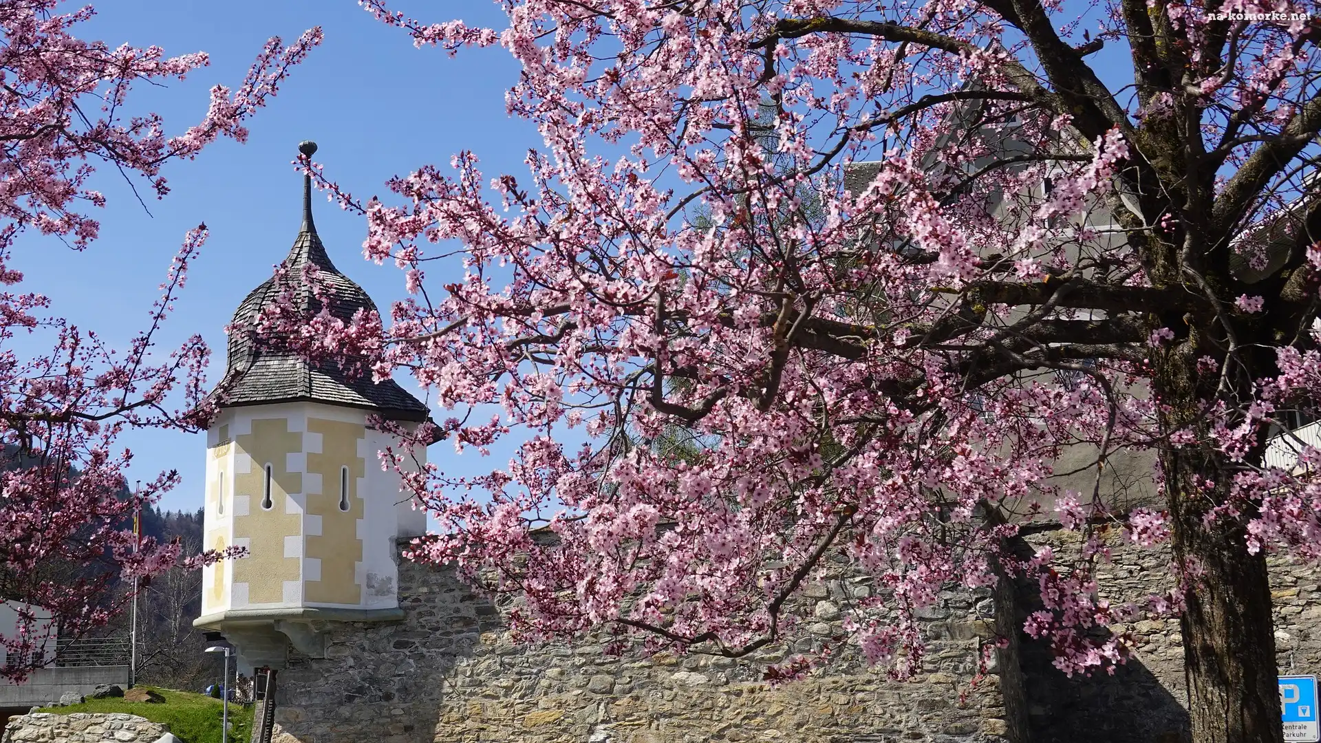 Baszta, Mur obronny, Wiosna, Drzewa owocowe