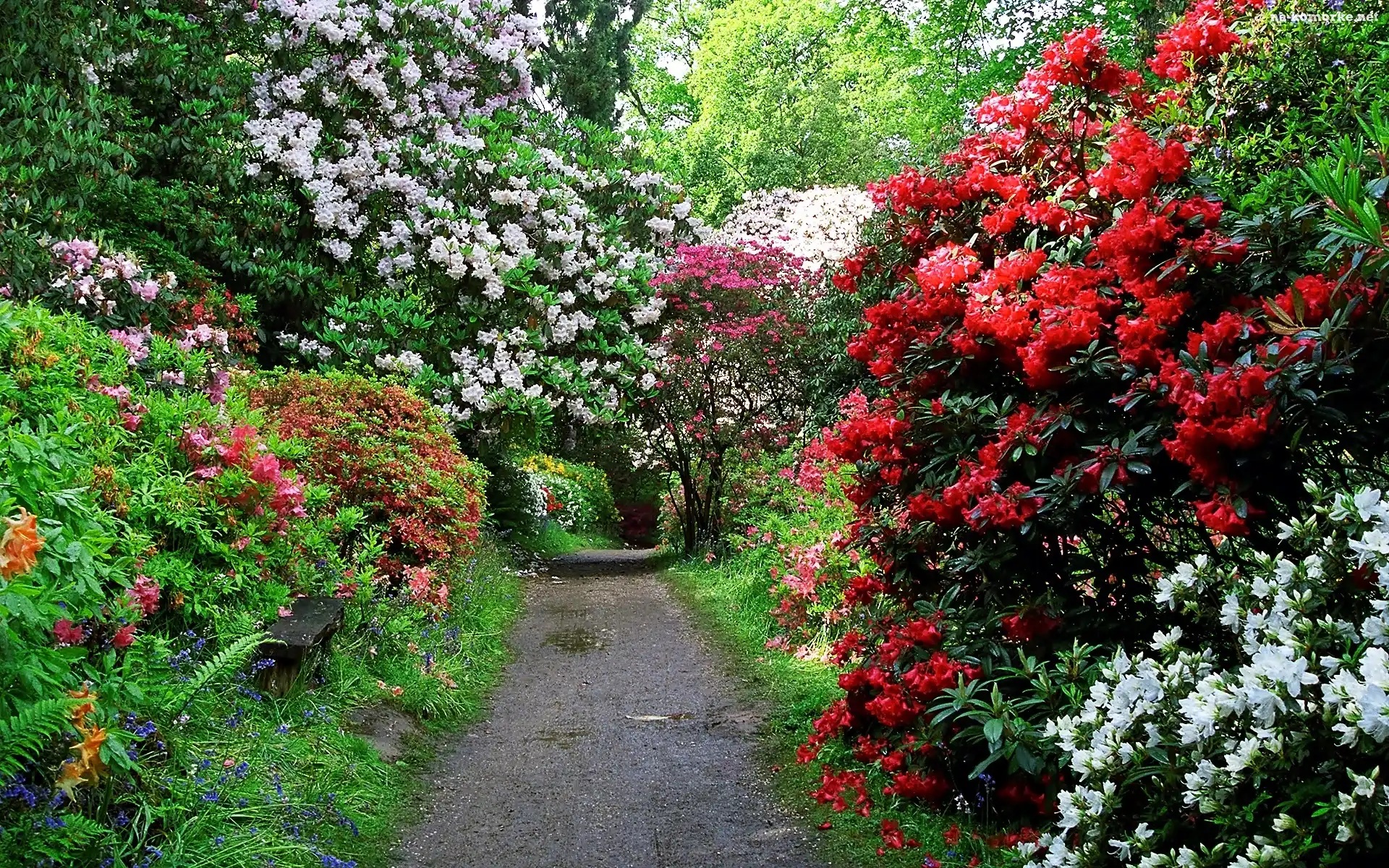 Wiosna, Rododendrony, Park, Aleja