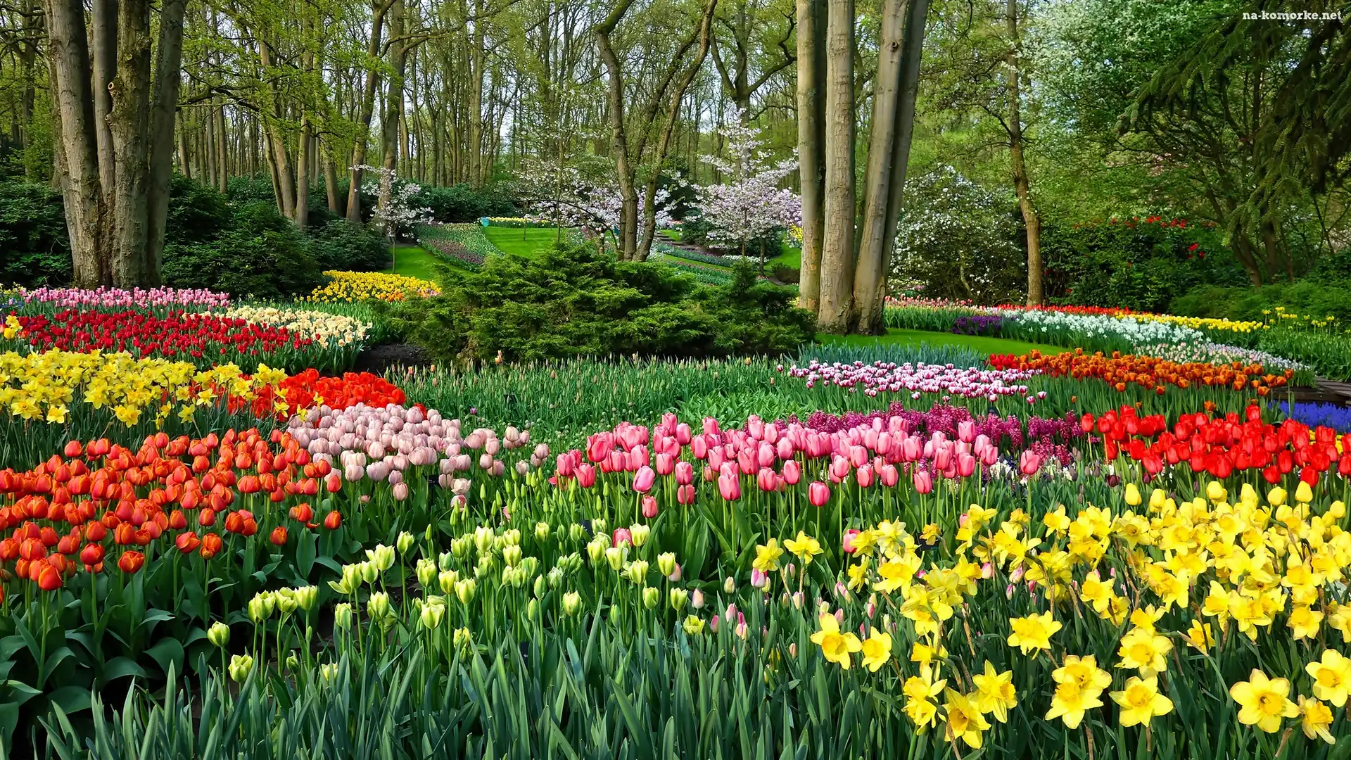 Wiosna, Narcyzy żonkile, Park, Tulipany