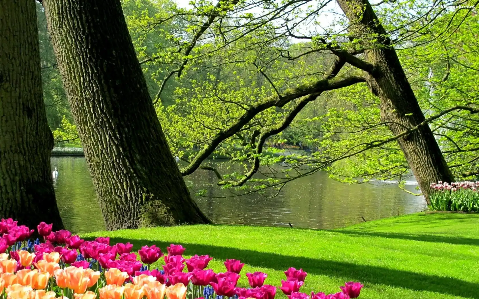 Wiosna, Staw, Łabędzie, Tulipany, Park