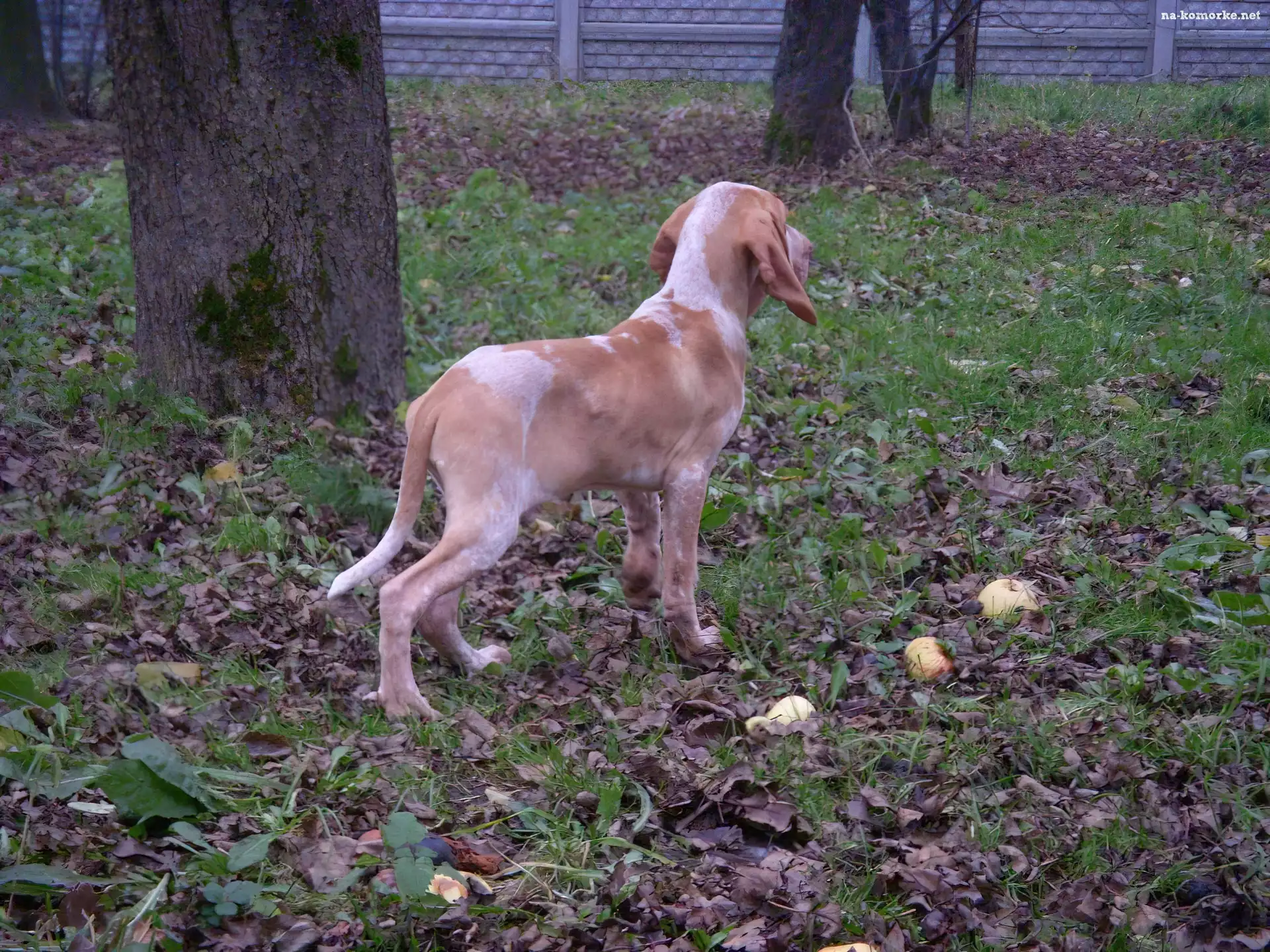 Wyżeł włoski krótkowłosy, liście, Bracco italiano, trawa