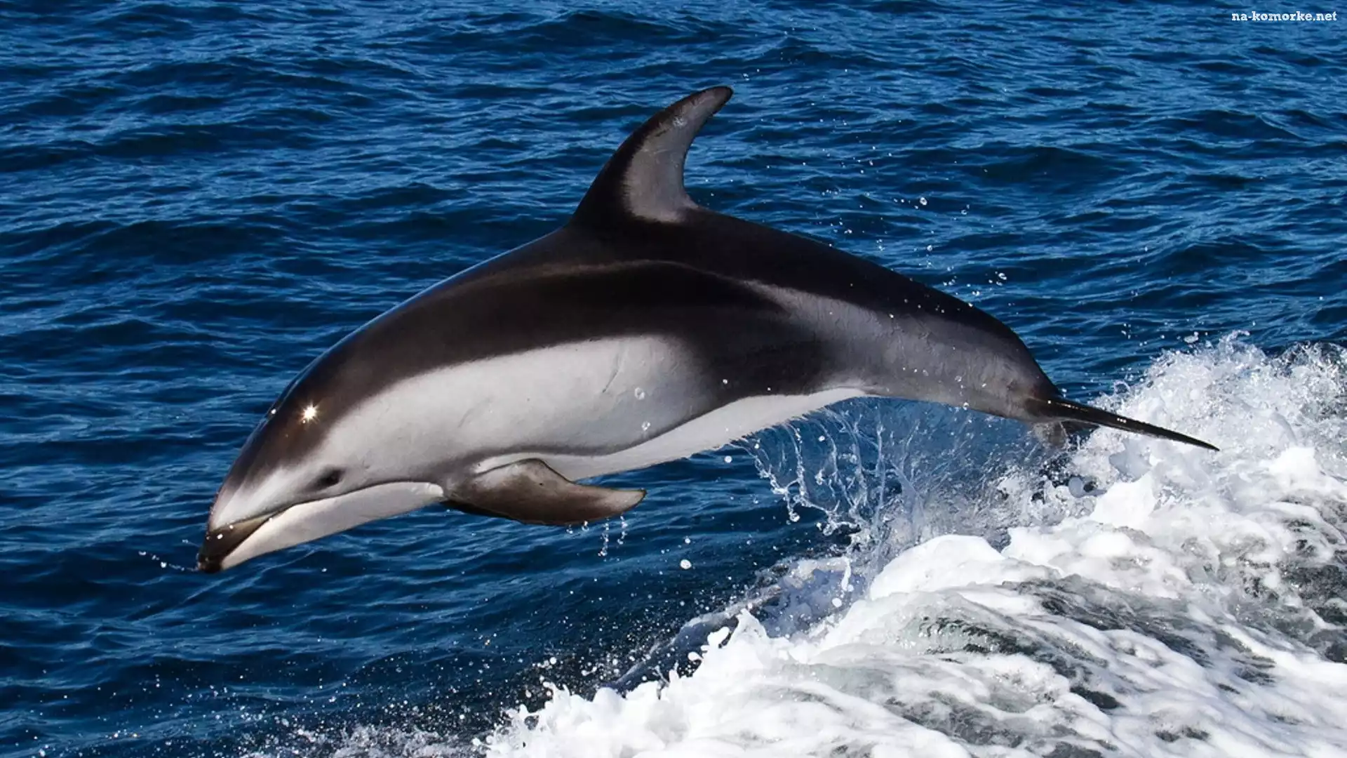 Delfin, Woda, Skok