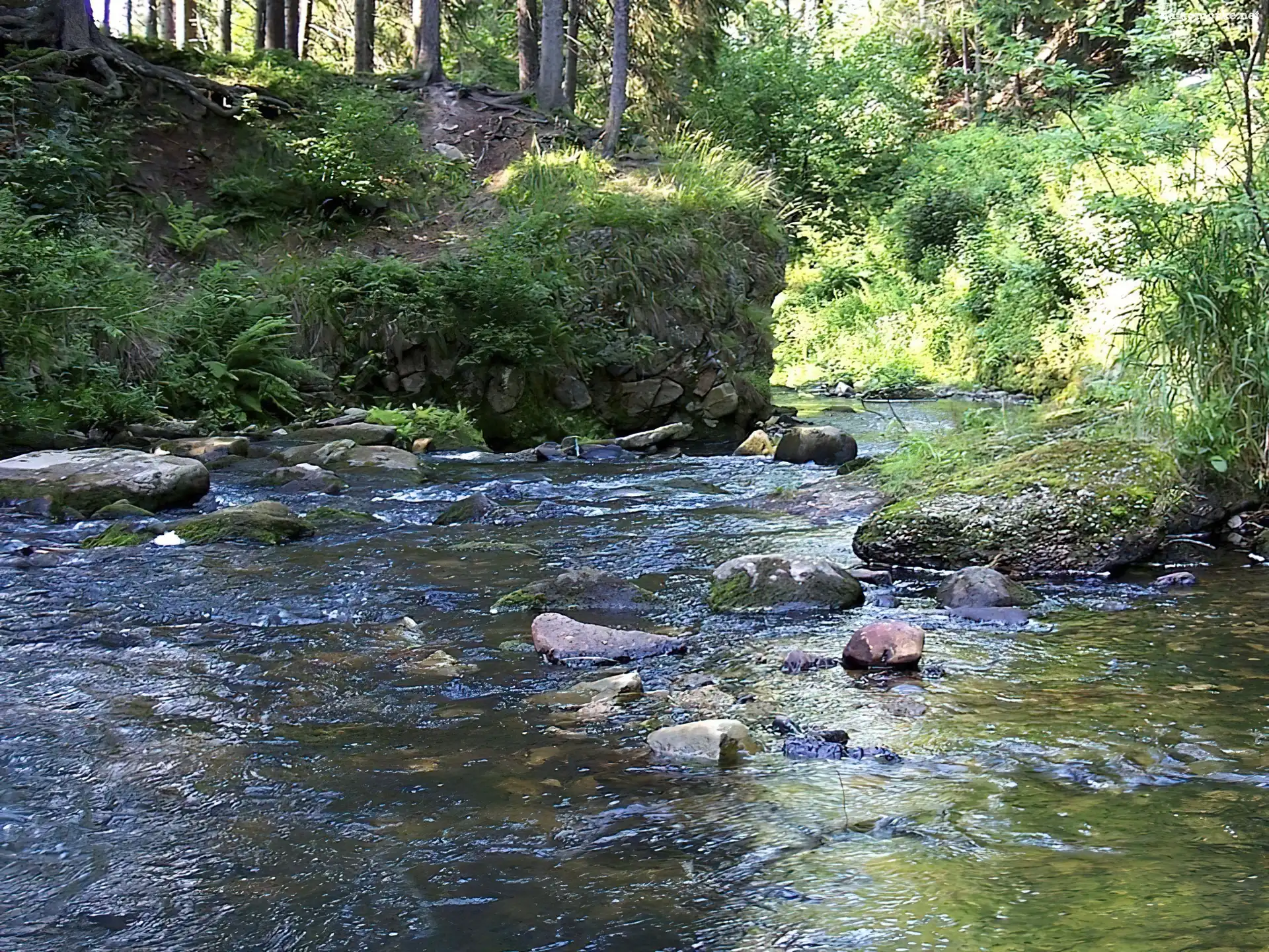 Woda, Las, Kamienie, Trawa
