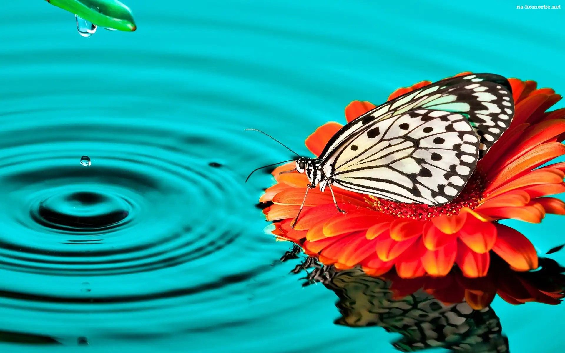 Woda, Gerbera, Motyl, Kwiat