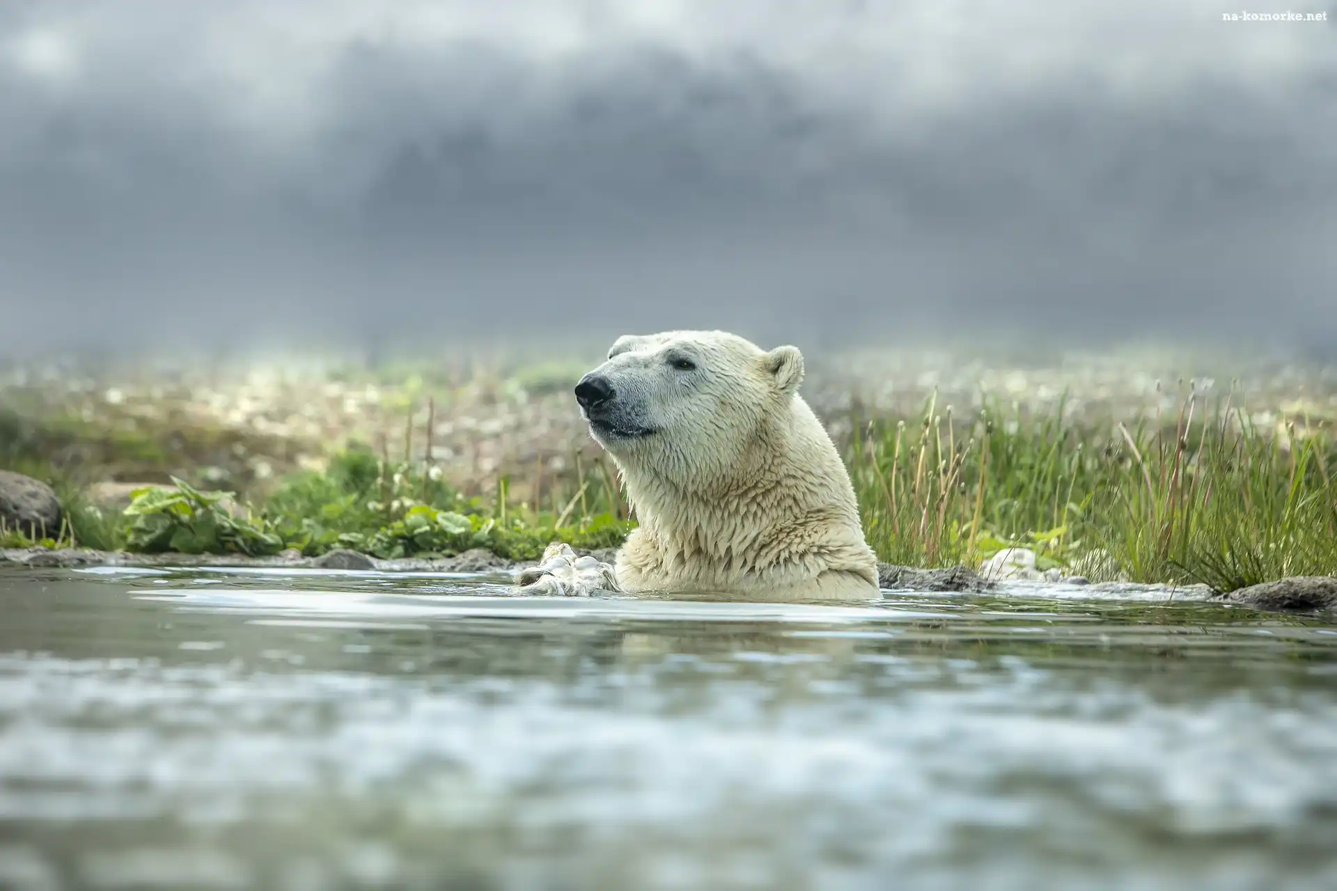Niedźwiedź polarny, Kąpiel, Woda