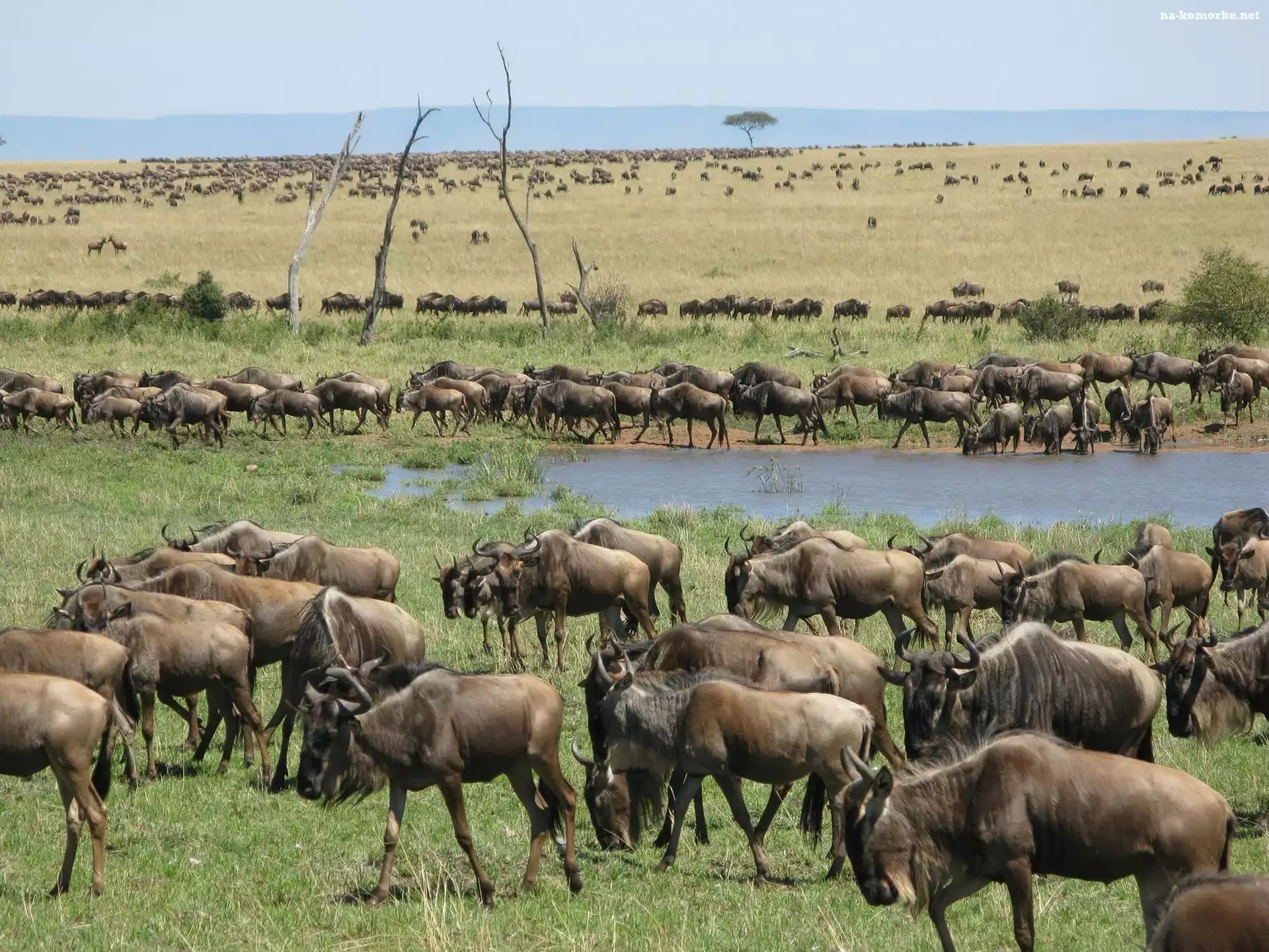 Woda, Gnu, Antylopy, Serengeti, Trawa, Migracja