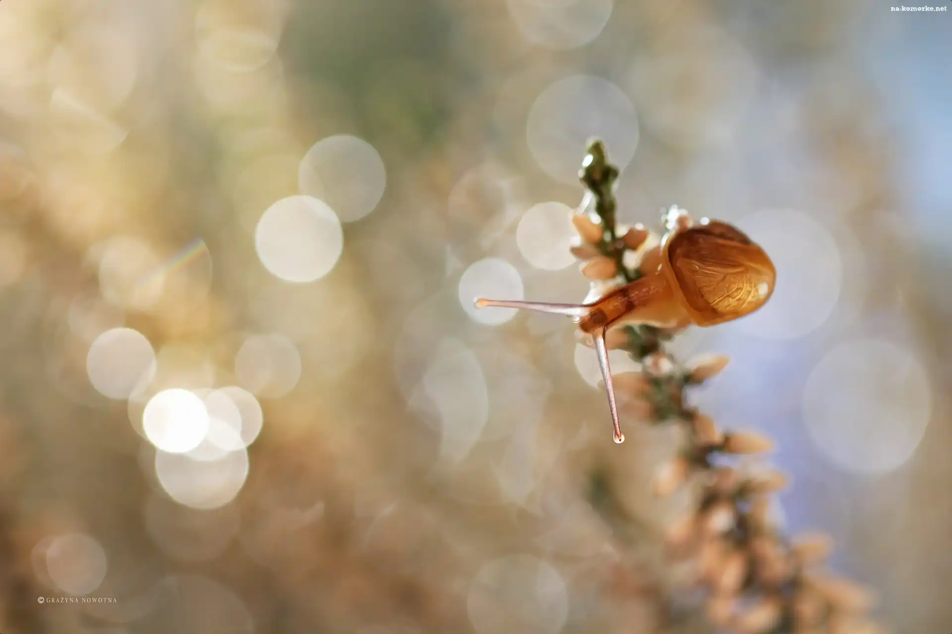 Ślimak, Wrzos, Bokeh