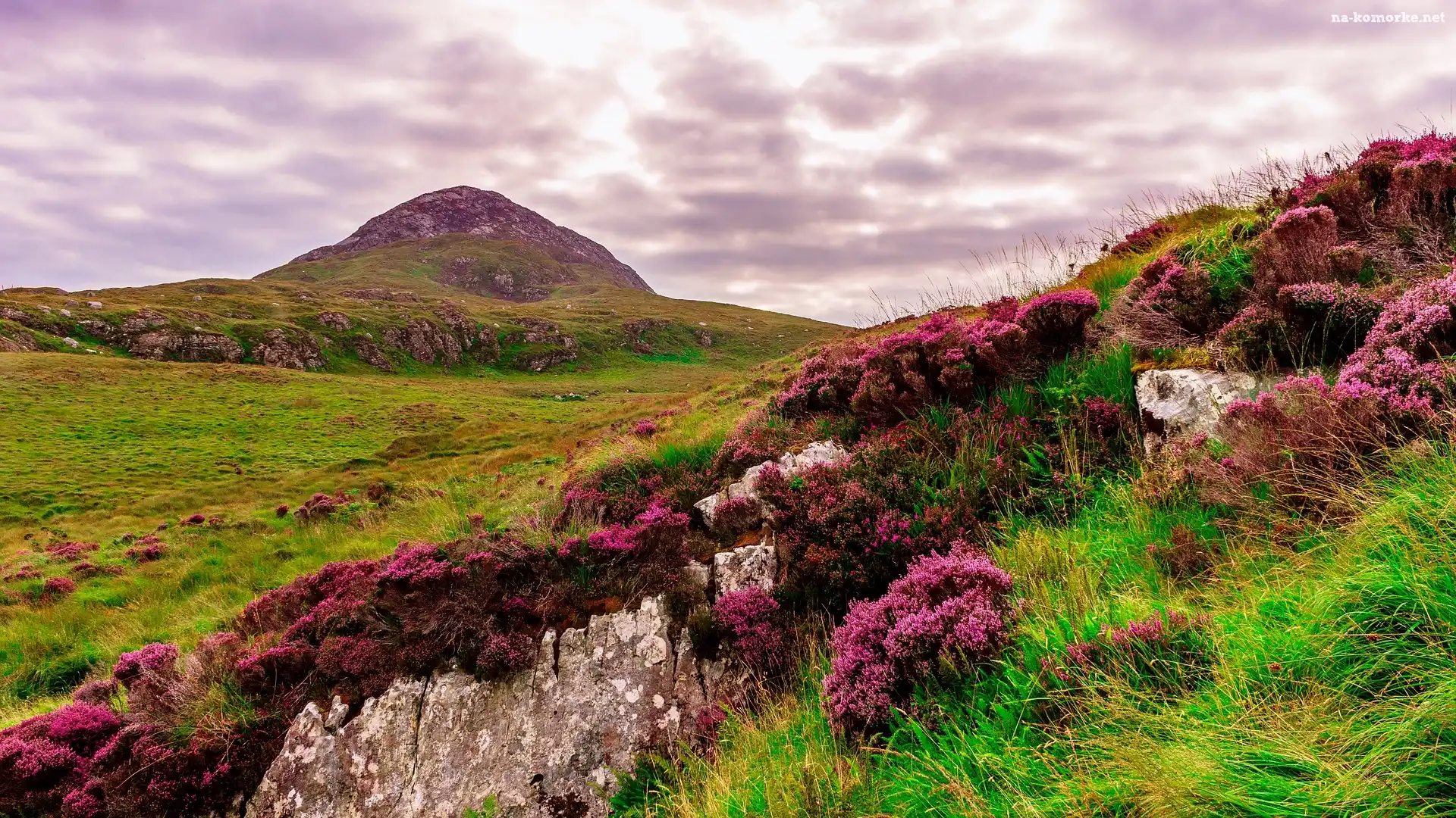Wzgórza, Park Narodowy Connemara, Skały, Irlandia, Góra, Kwiaty, Wrzosy, Wrzosowisko
