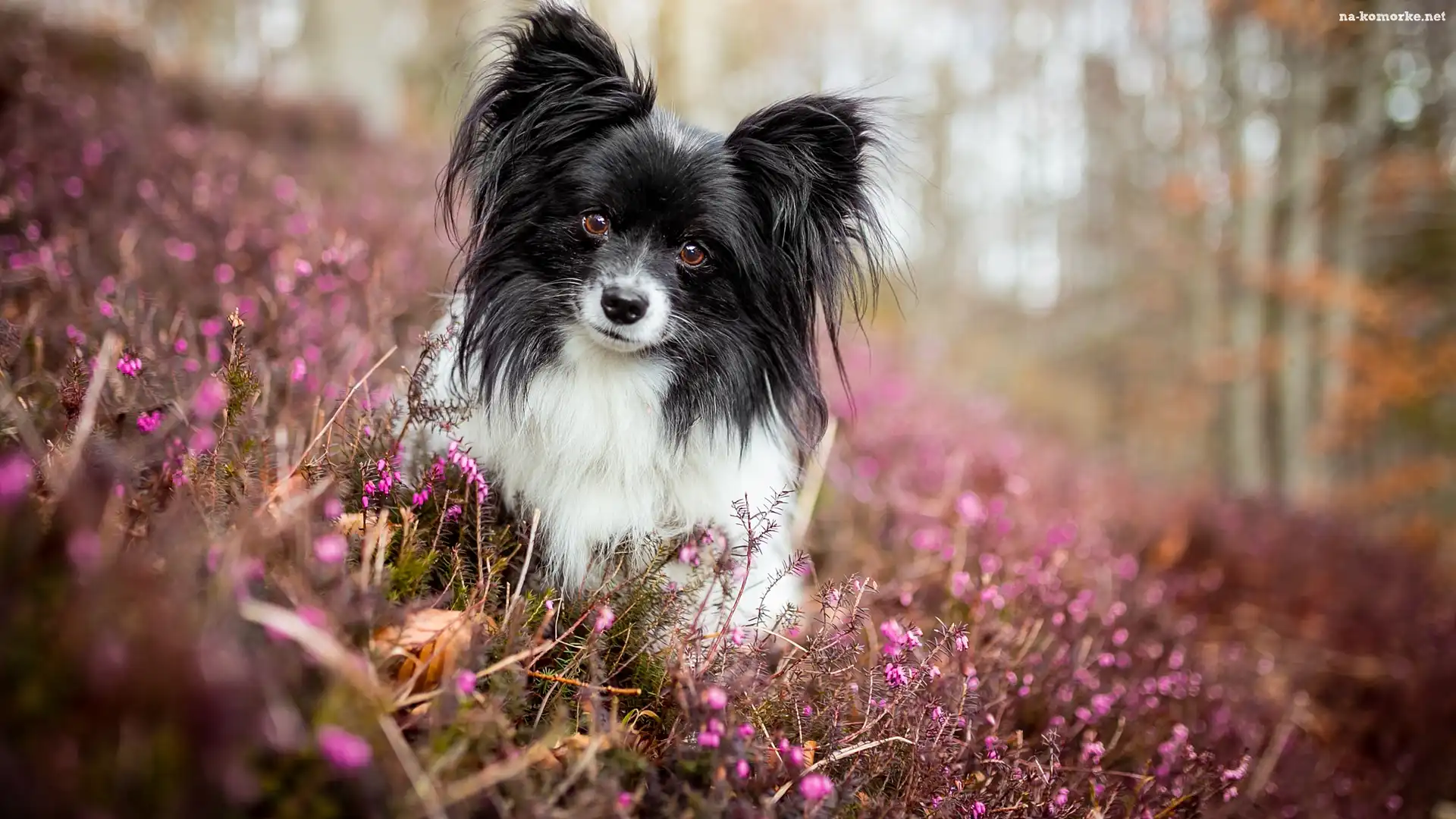 Pies, Wrzosy, Spaniel kontynentalny miniaturowy Papillon, Mordka