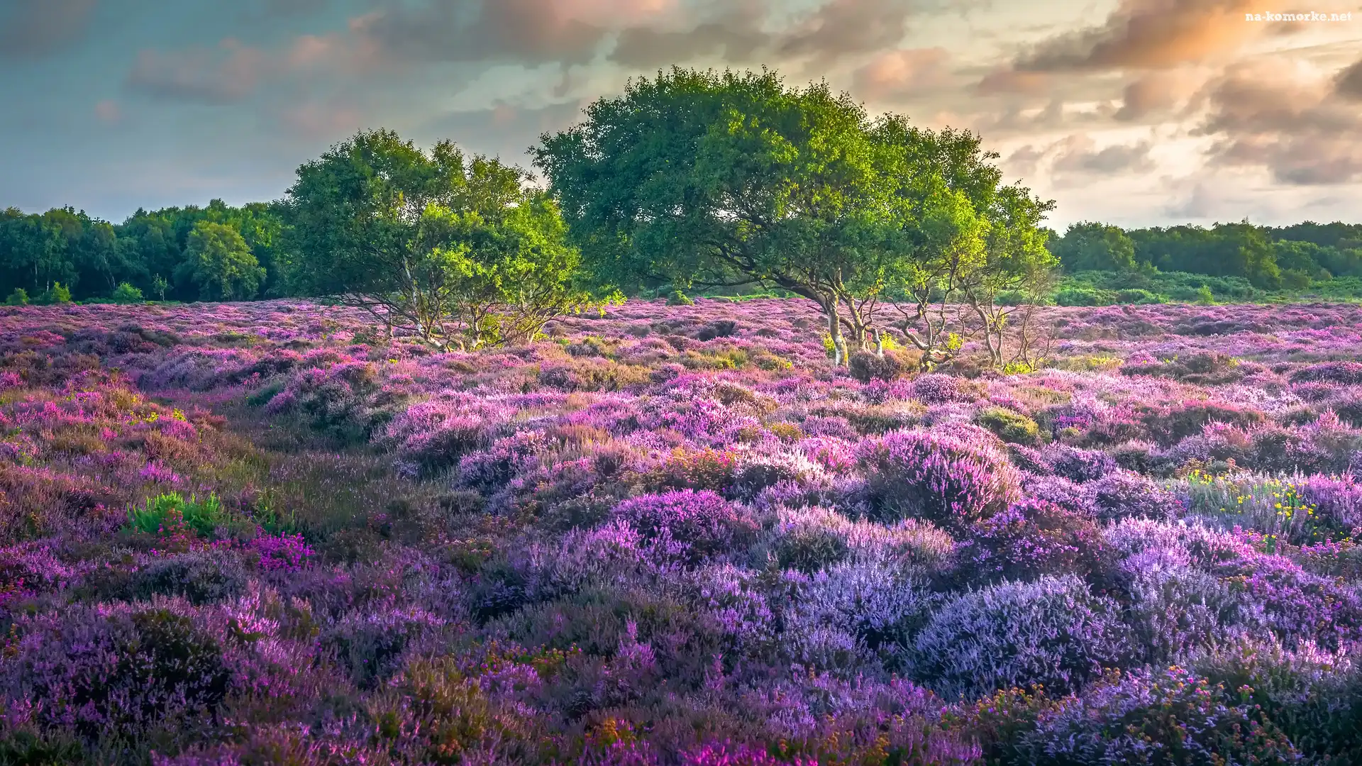 Dunwich, Hrabstwo Suffolk, Wrzosowisko, Anglia, Drzewa, Droga, Wrzosy