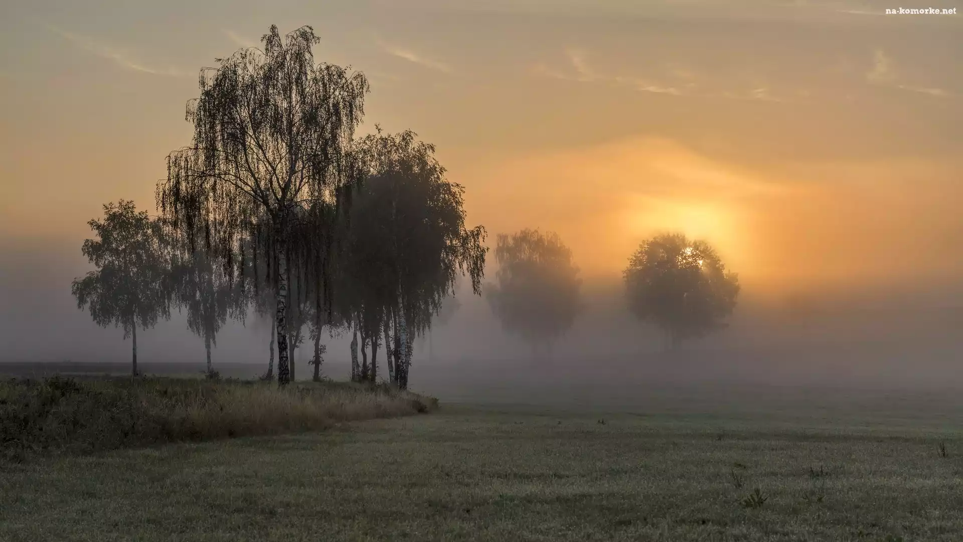 Mgła, Pola, Brzozy, Wschód słońca, Drzewa, Trawa