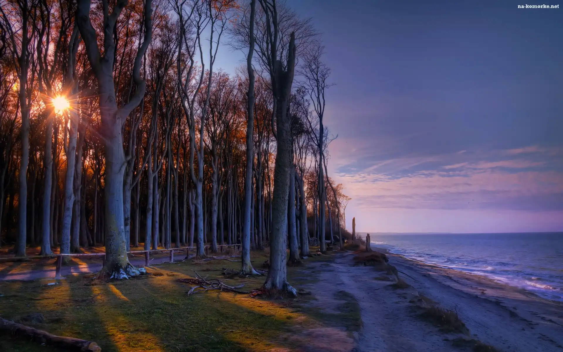 Wschód słońca, Las, Morze, Brzeg