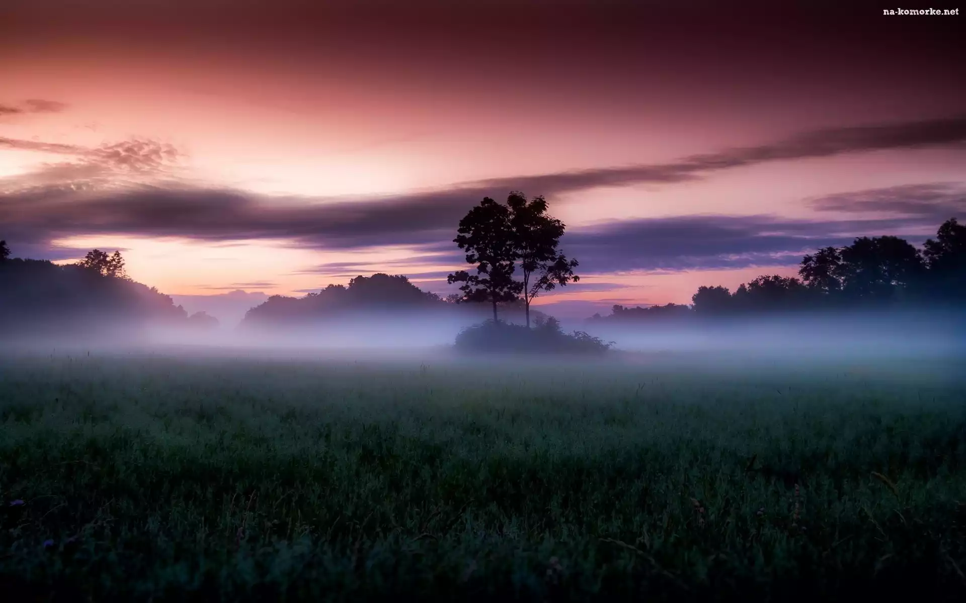 Wschód Słońca, Drzewa, Pola, Mgła