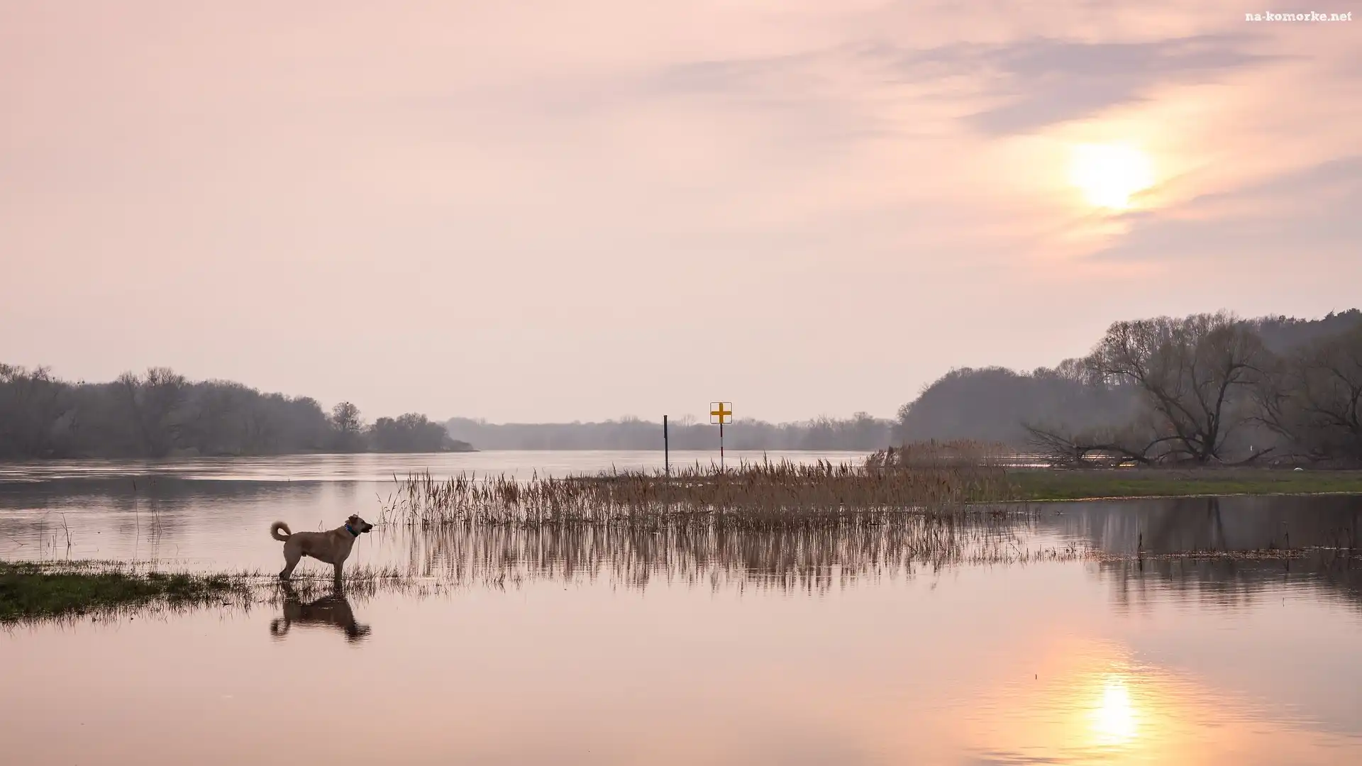 Wschód słońca, Pies, Rzeka, Trawy