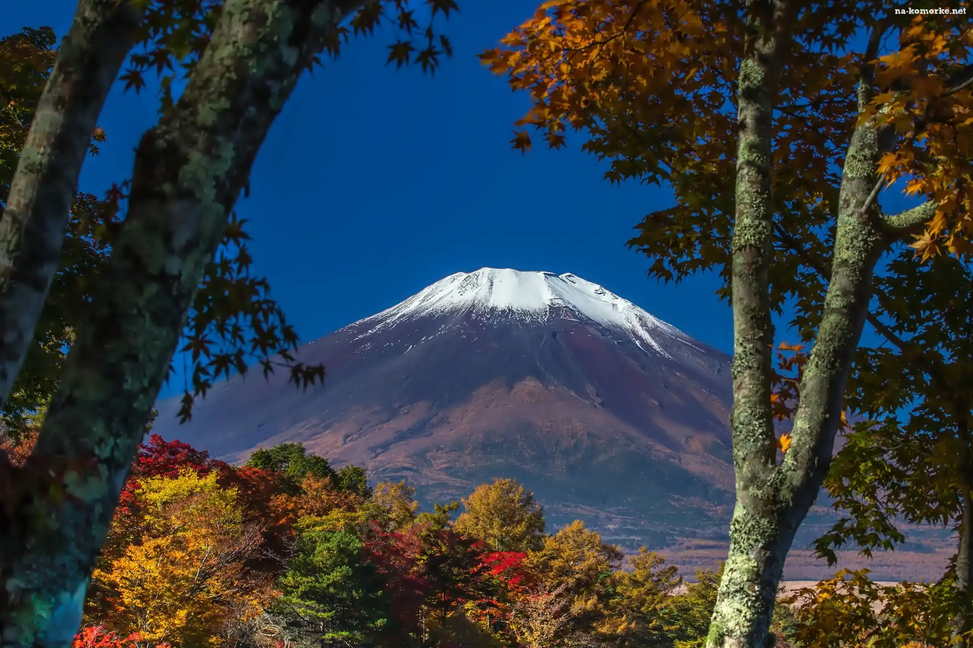 Wulkan, Góra, Fuji, Drzewa, Japonia