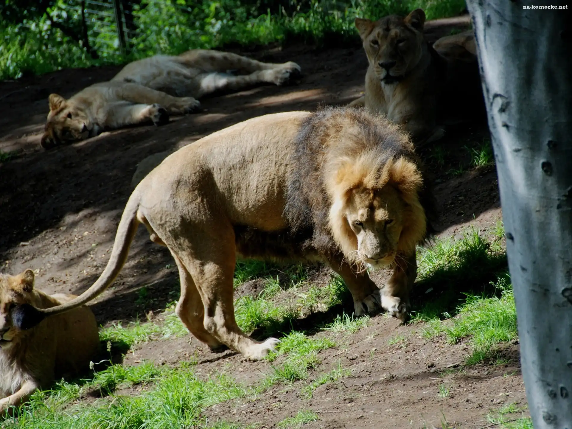 Lwy, Wybieg, Zoo