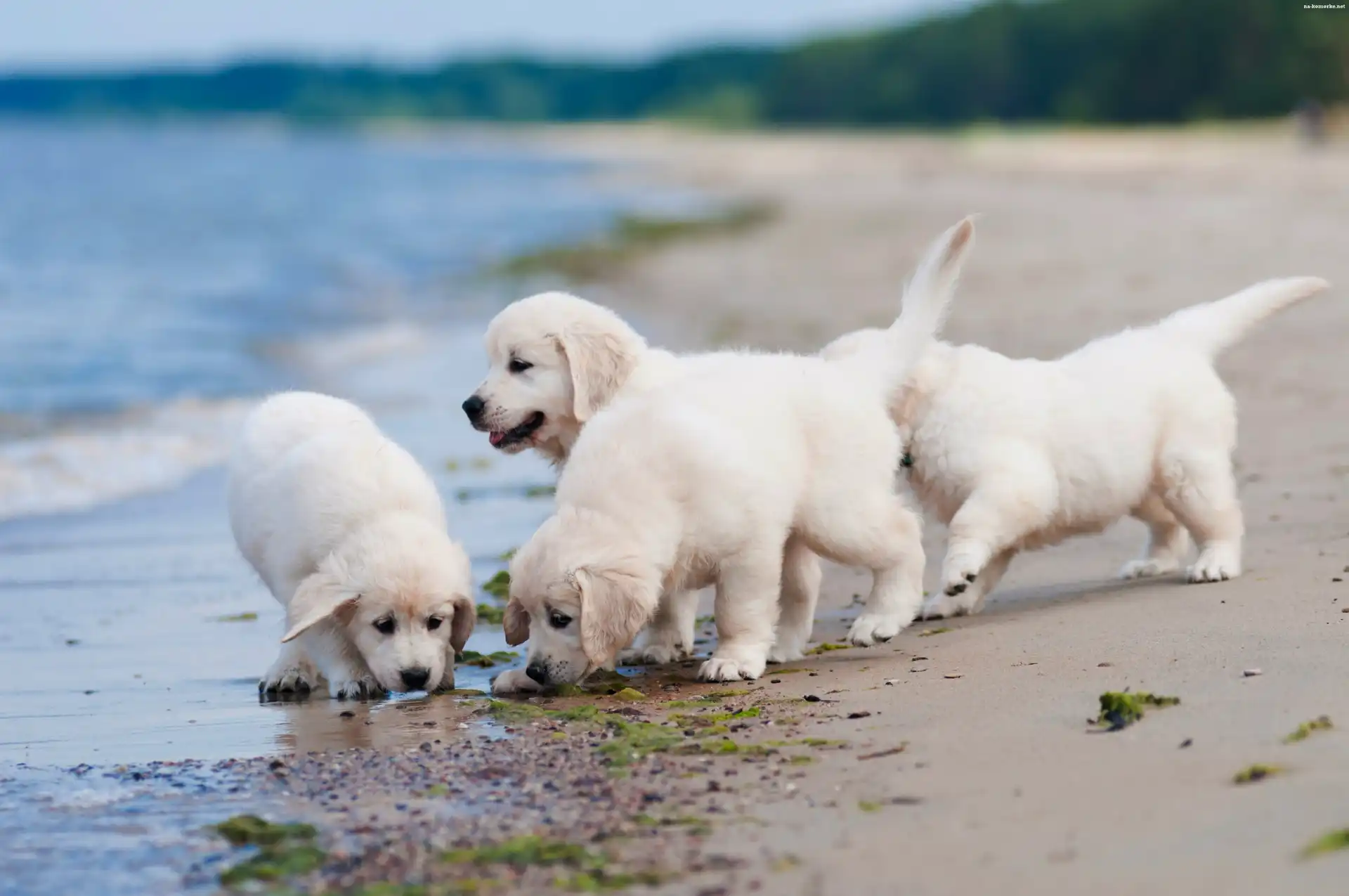 Wybrzeże, Szczeniaczki, Golden, Retriever, Plaża