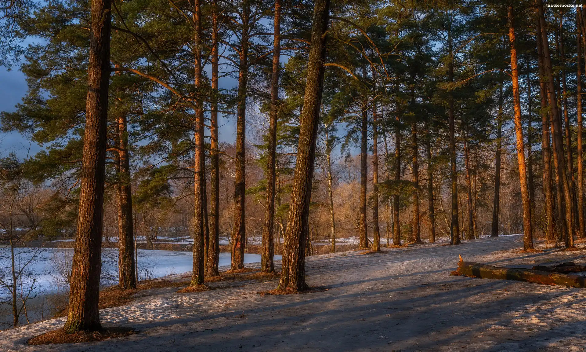 Ścieżka, Zima, Las, Wysokie, Drzewa