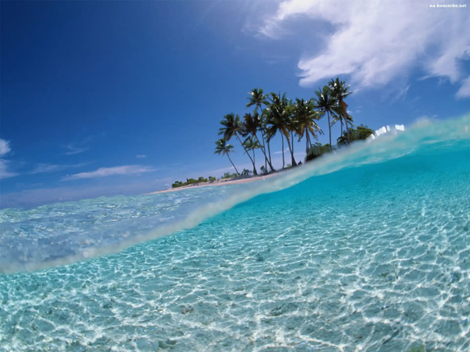 Palmy, Wyspa, Ocean
