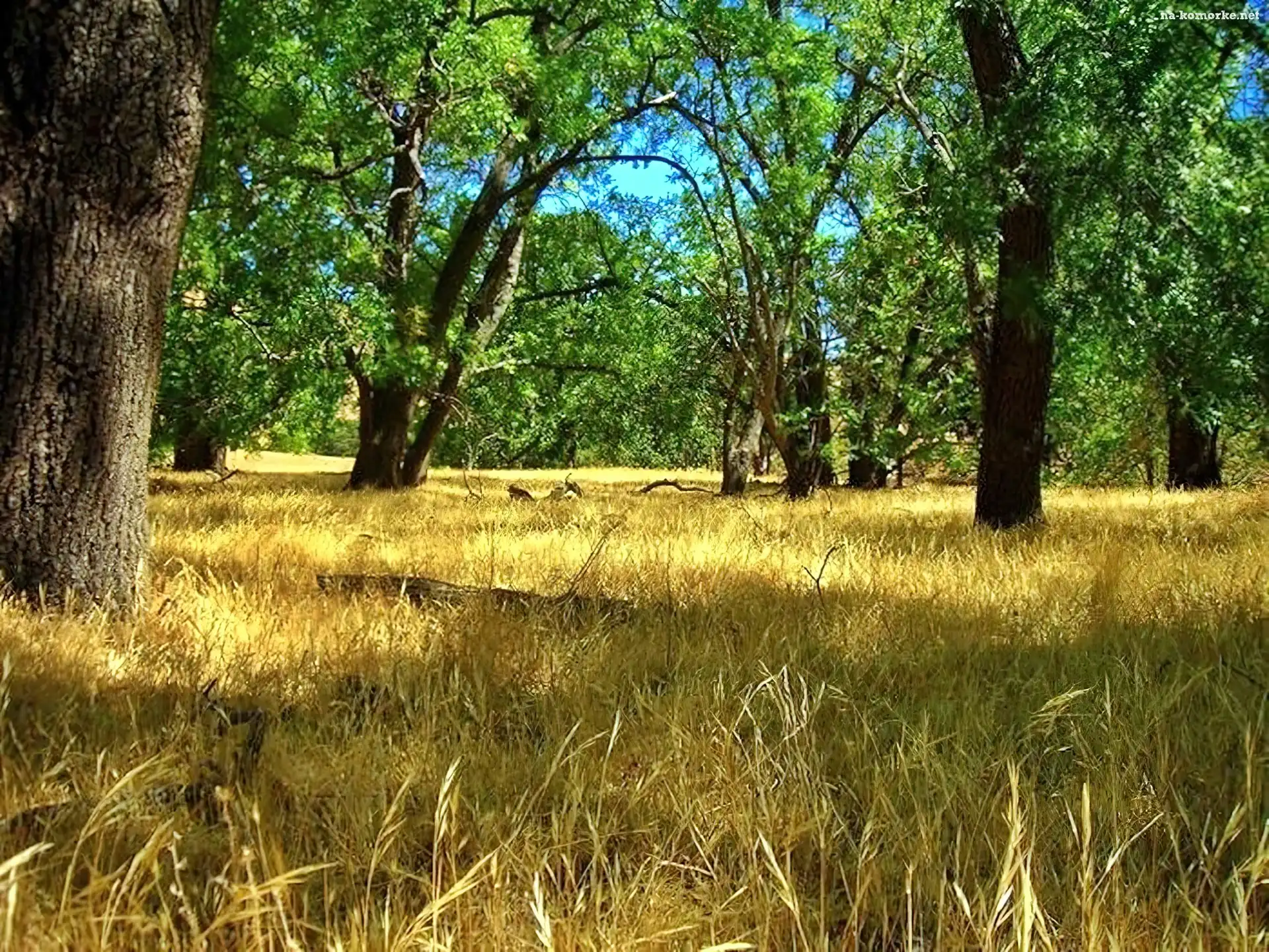 Las, Wysuszona, Trawa