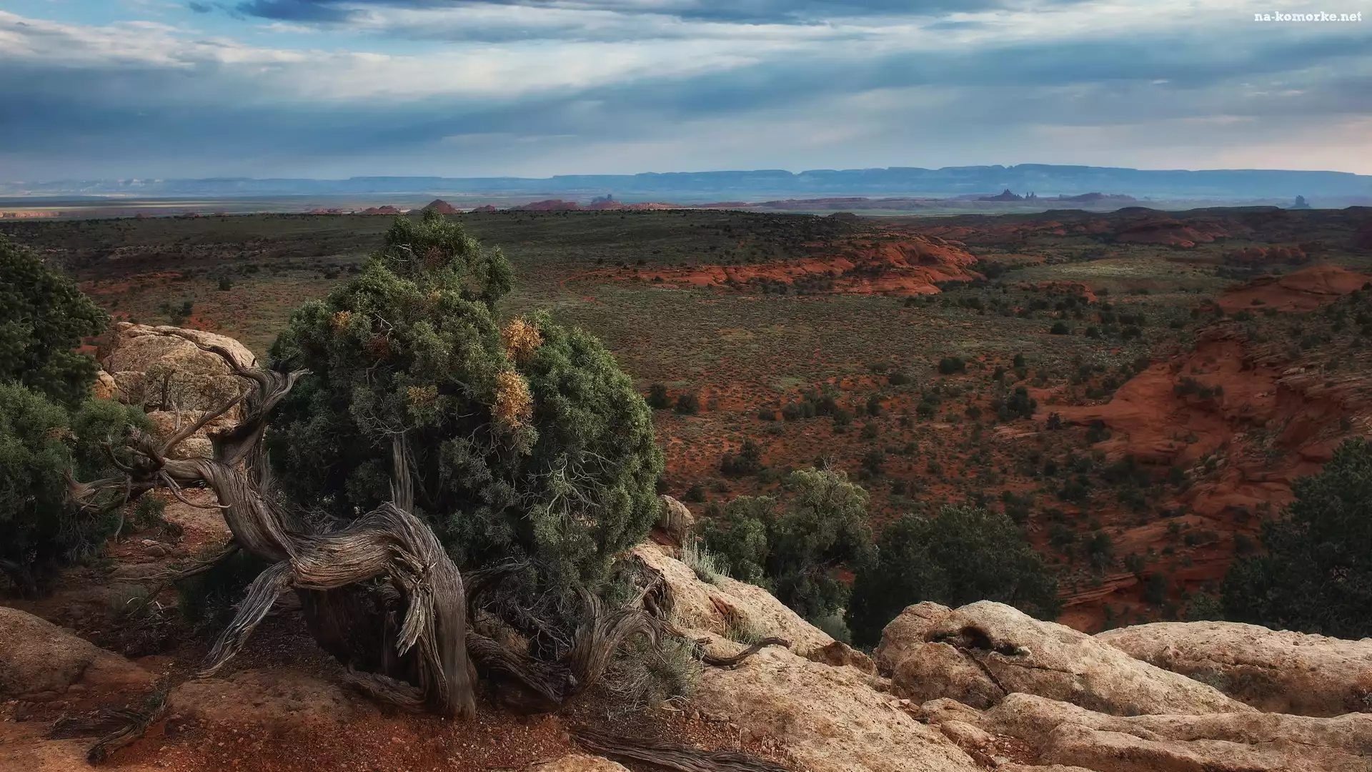 Wyżyna Kolorado, Stan Arizona, Stany Zjednoczone, Region Monument Valley, Dolina Pomników, Rośliny, Skały