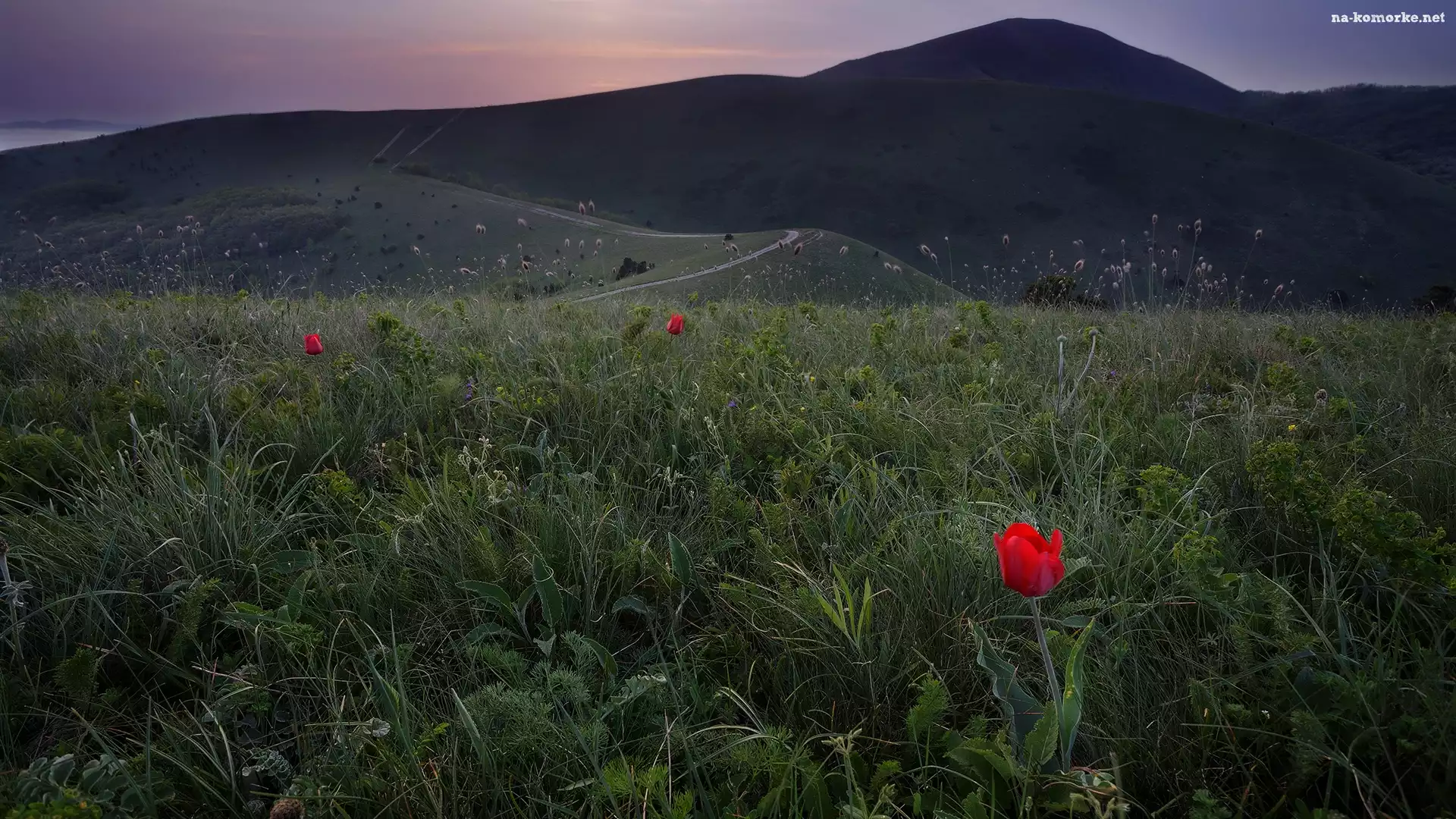 Tulipany, Wzgórza, Góry Markotchskie, Rosja, Łąka, Kraj Krasnodarski