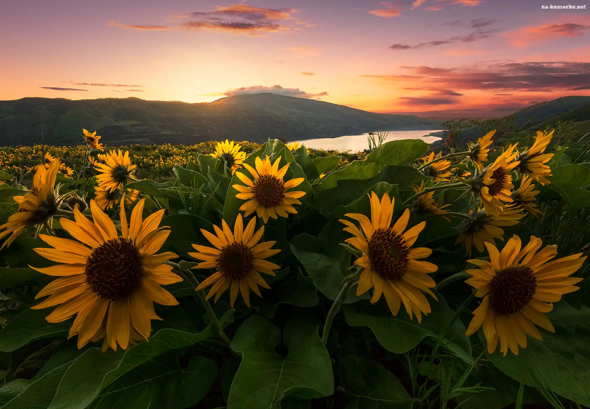 Wzgórza, Wschód słońca, Rzeka, Balsamorhiza
