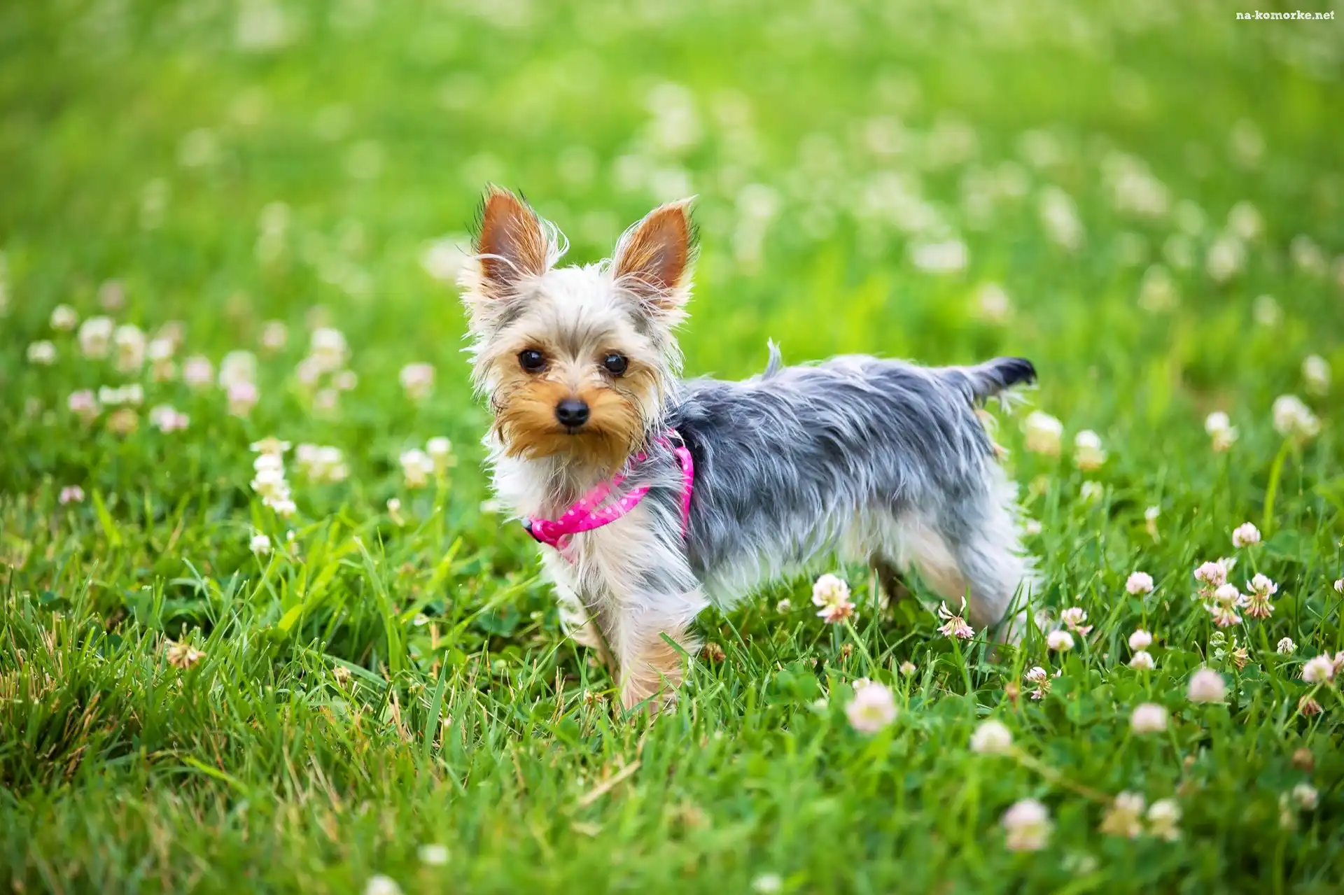 Yorkshire terrier, Łąka, Koniczyna