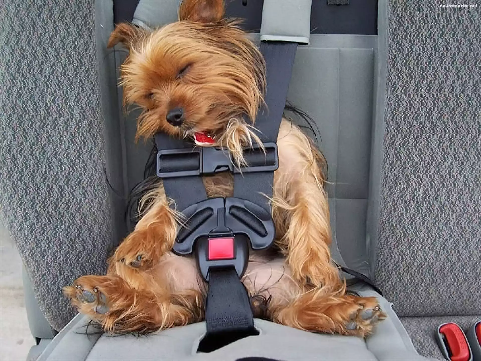 Yorkshire Terrier, Pasy, Samochód
