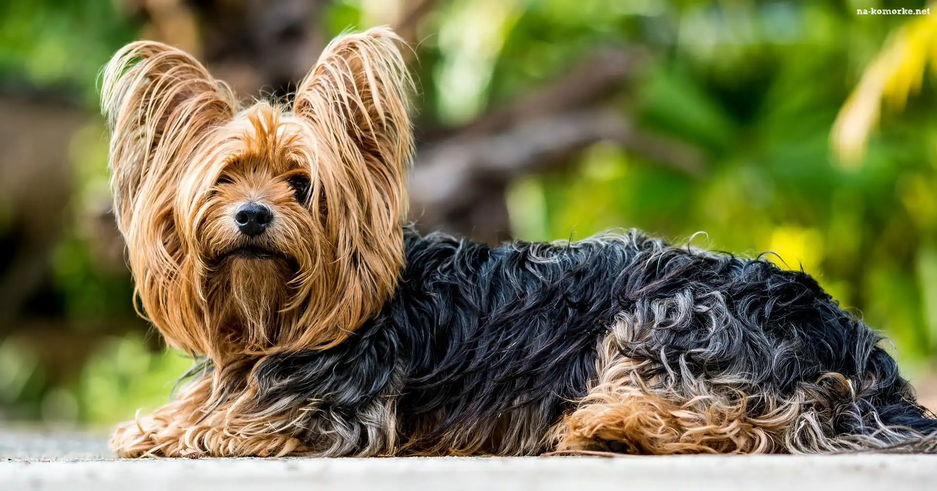 Pies, Yorkshire terrier