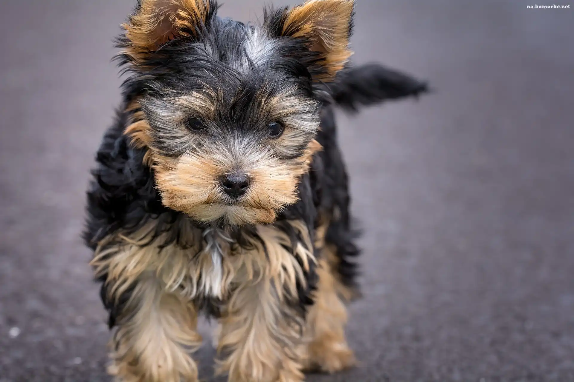 Pies, Yorkshire Terrier