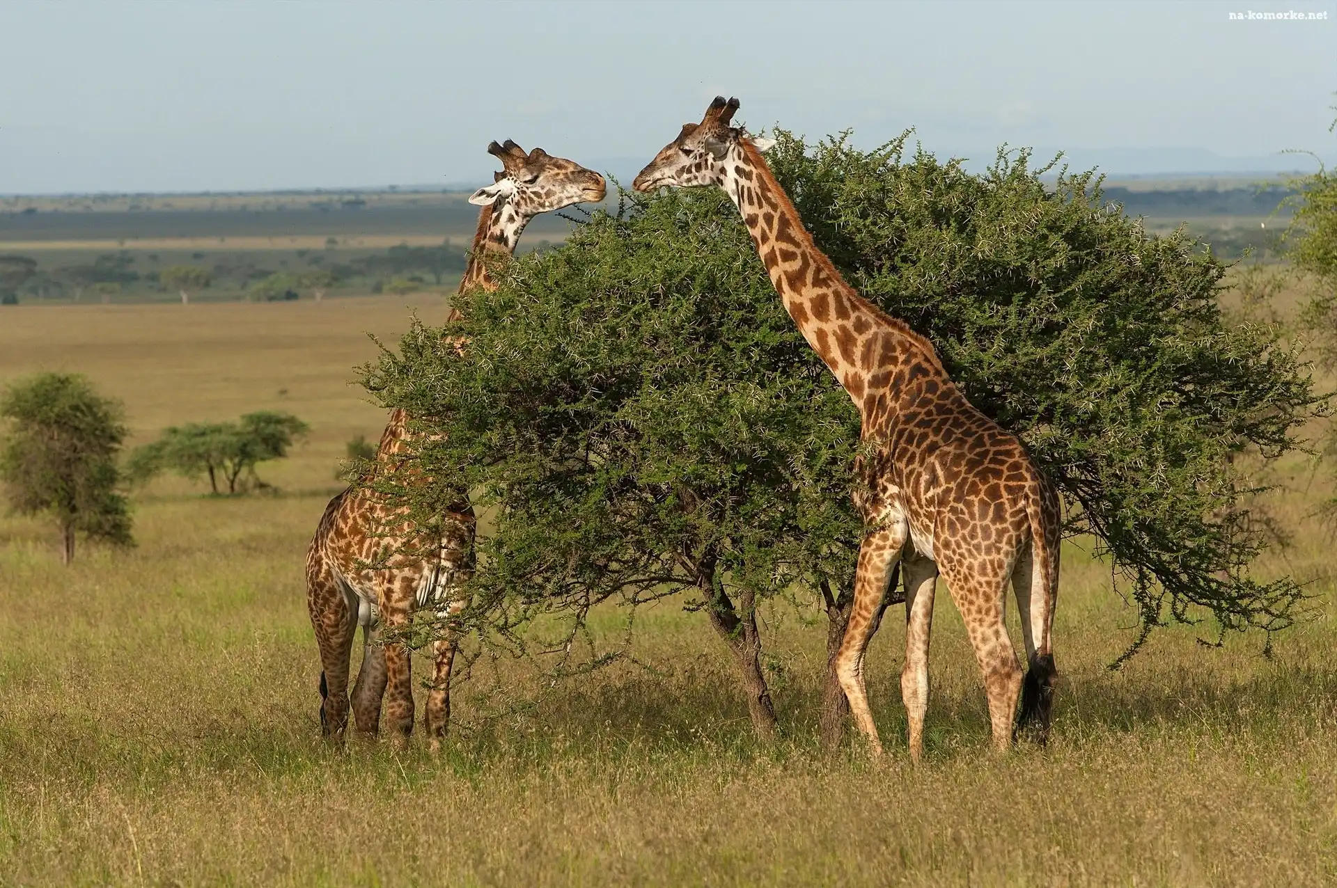 Żyrafy, Tanzania, Sawanna, Park Narodowy Serengeti