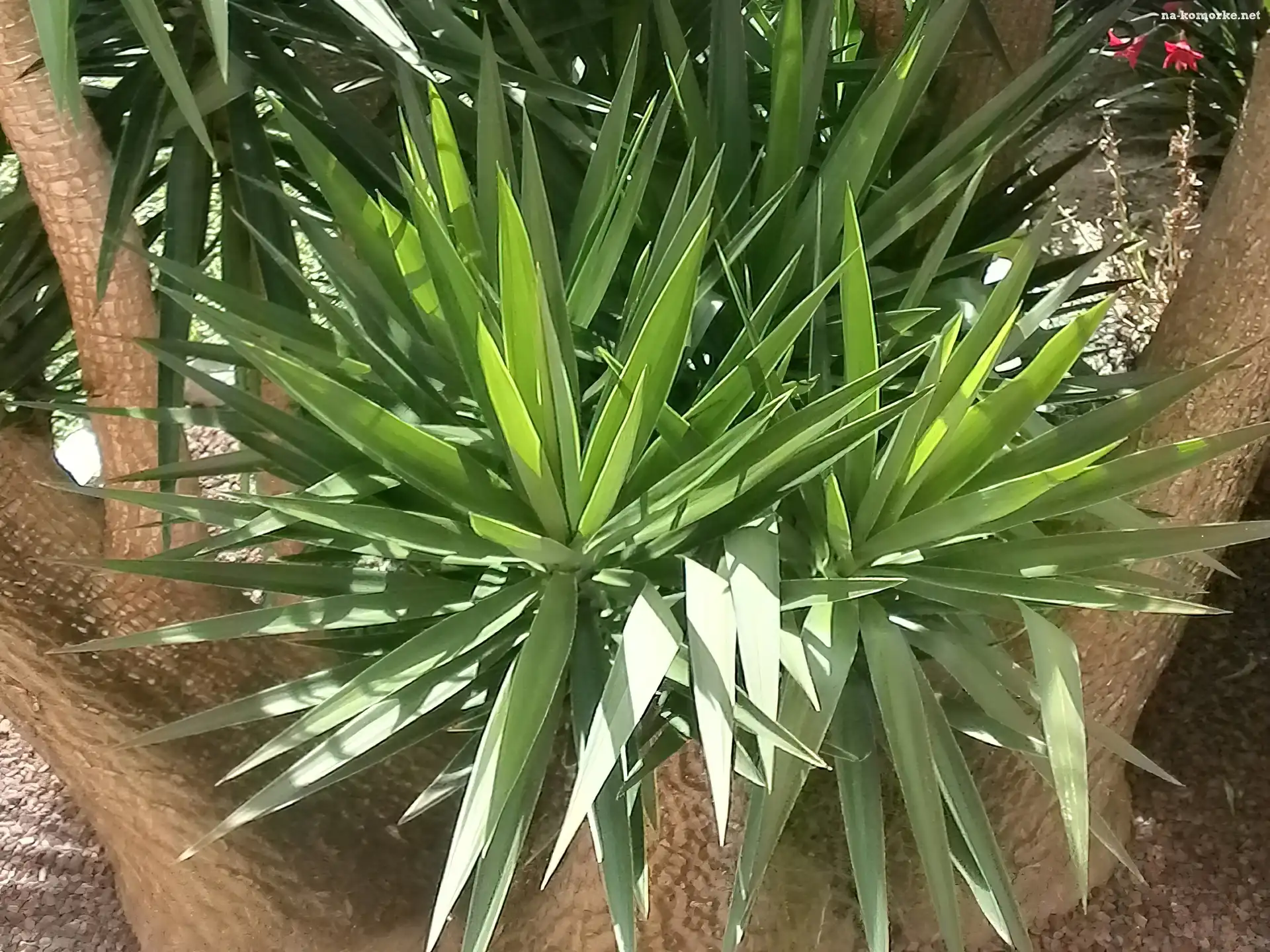 Yuca