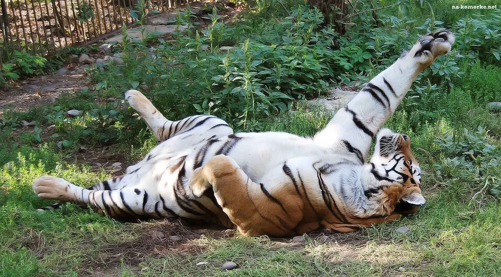 Tygrys, Zabawa, ZOO