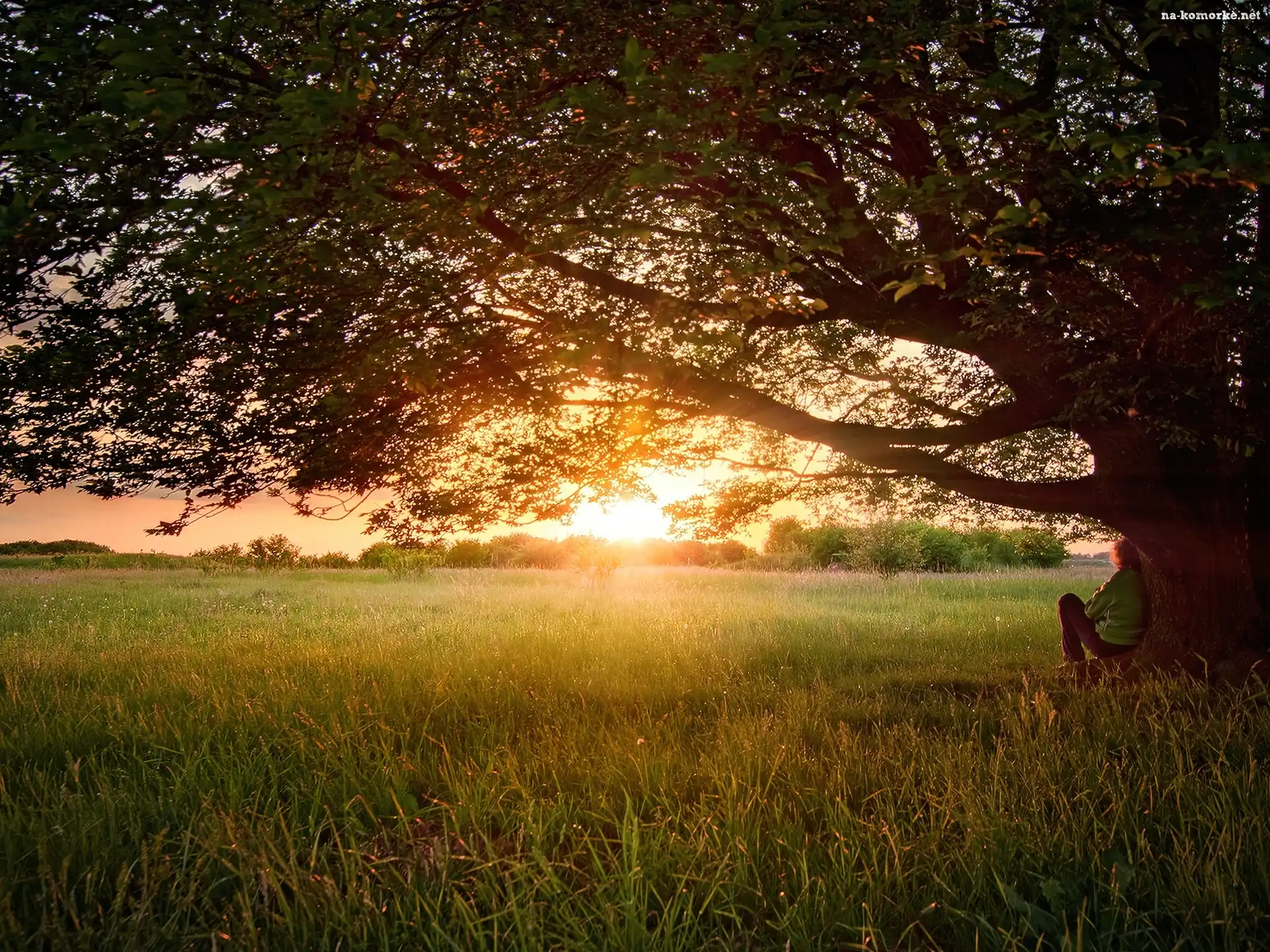 Łąka, Drzewo, Zachód, Słońca
