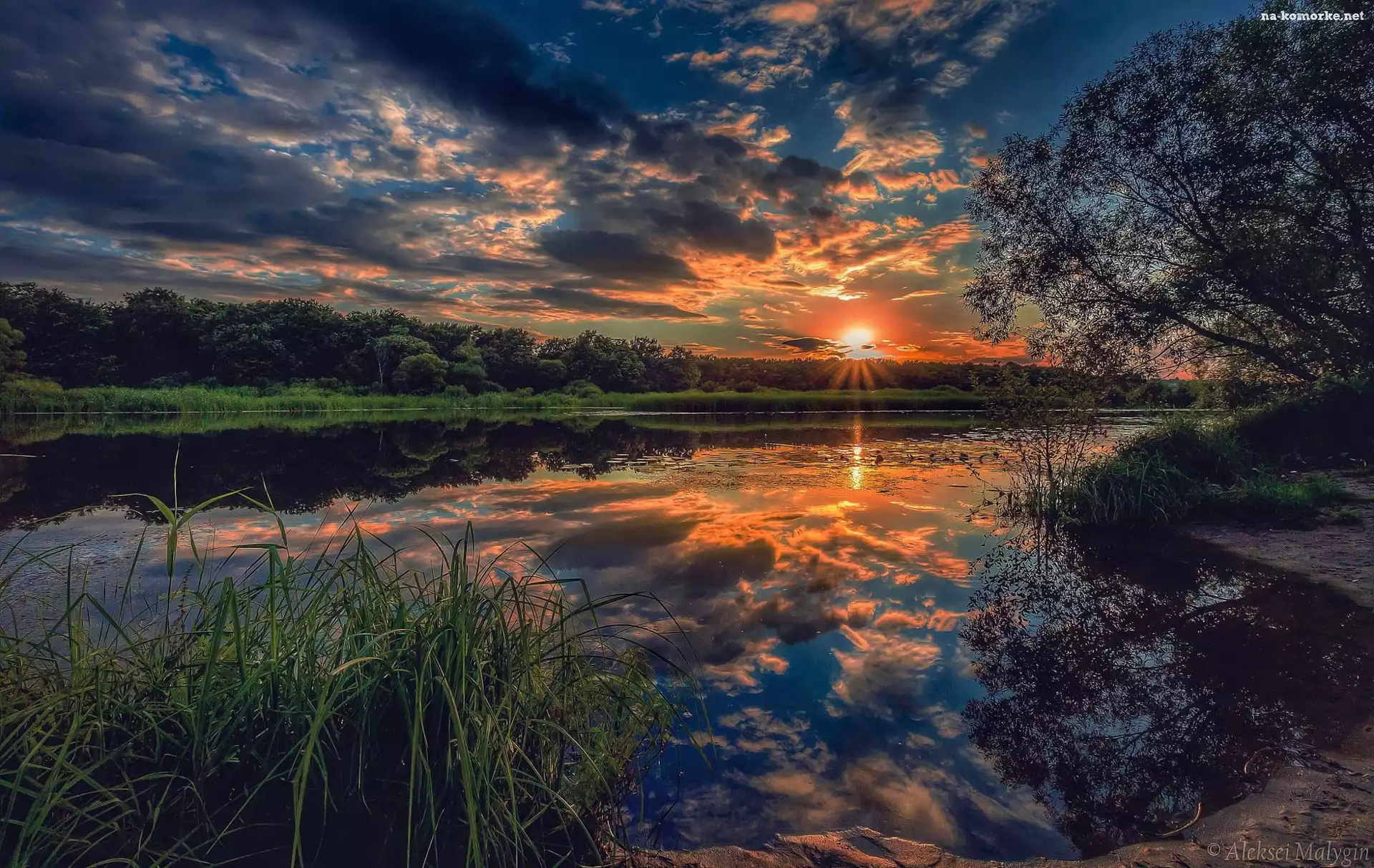 Zachód słońca, Drzewa, Jezioro, Szuwary