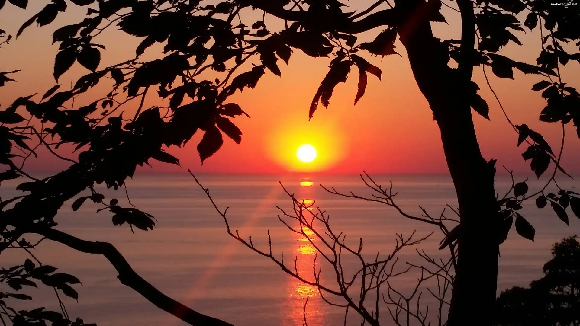 Zachód słońca, Jezioro Michigan, Drzewa