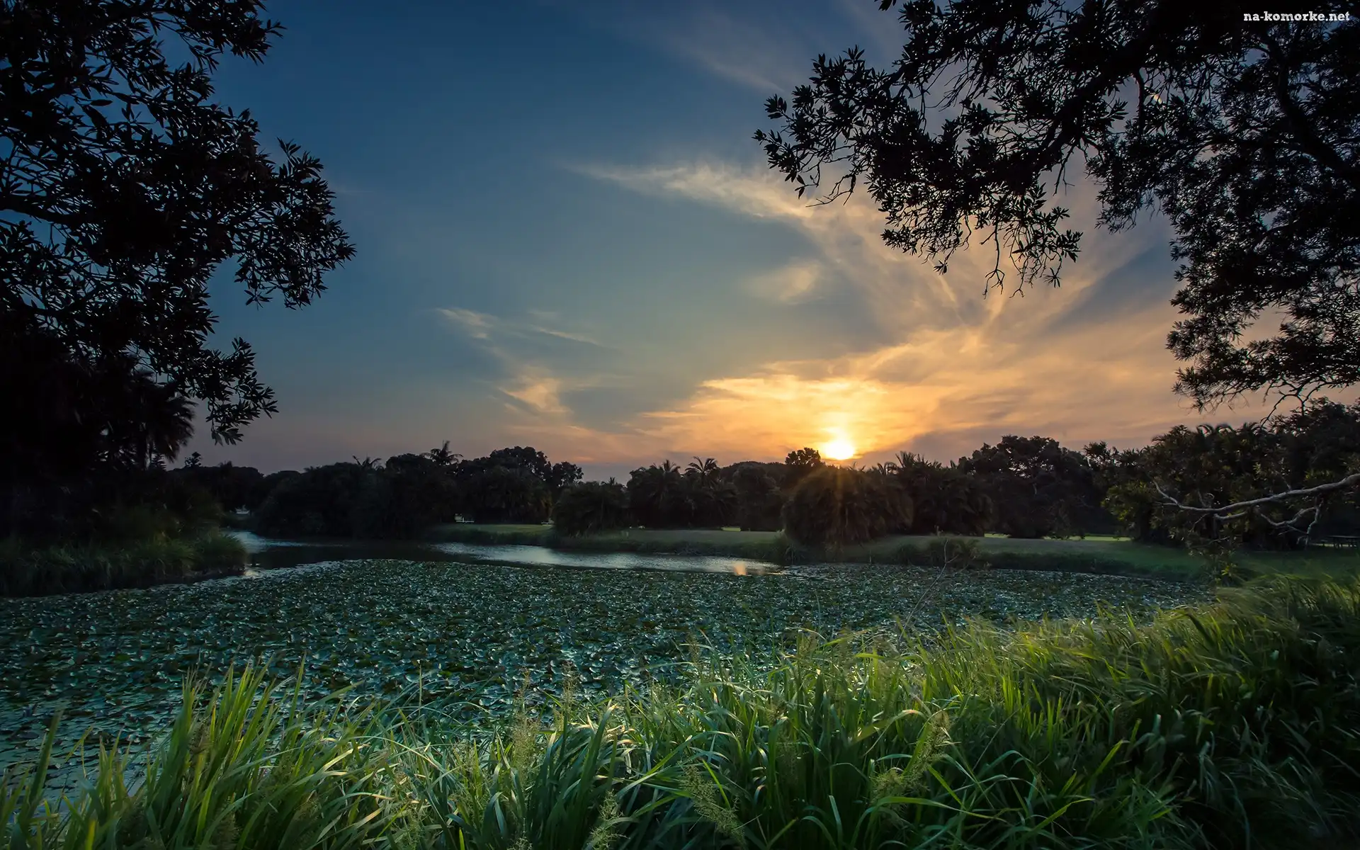 Zachód słońca, Trawa, Park, Drzewa