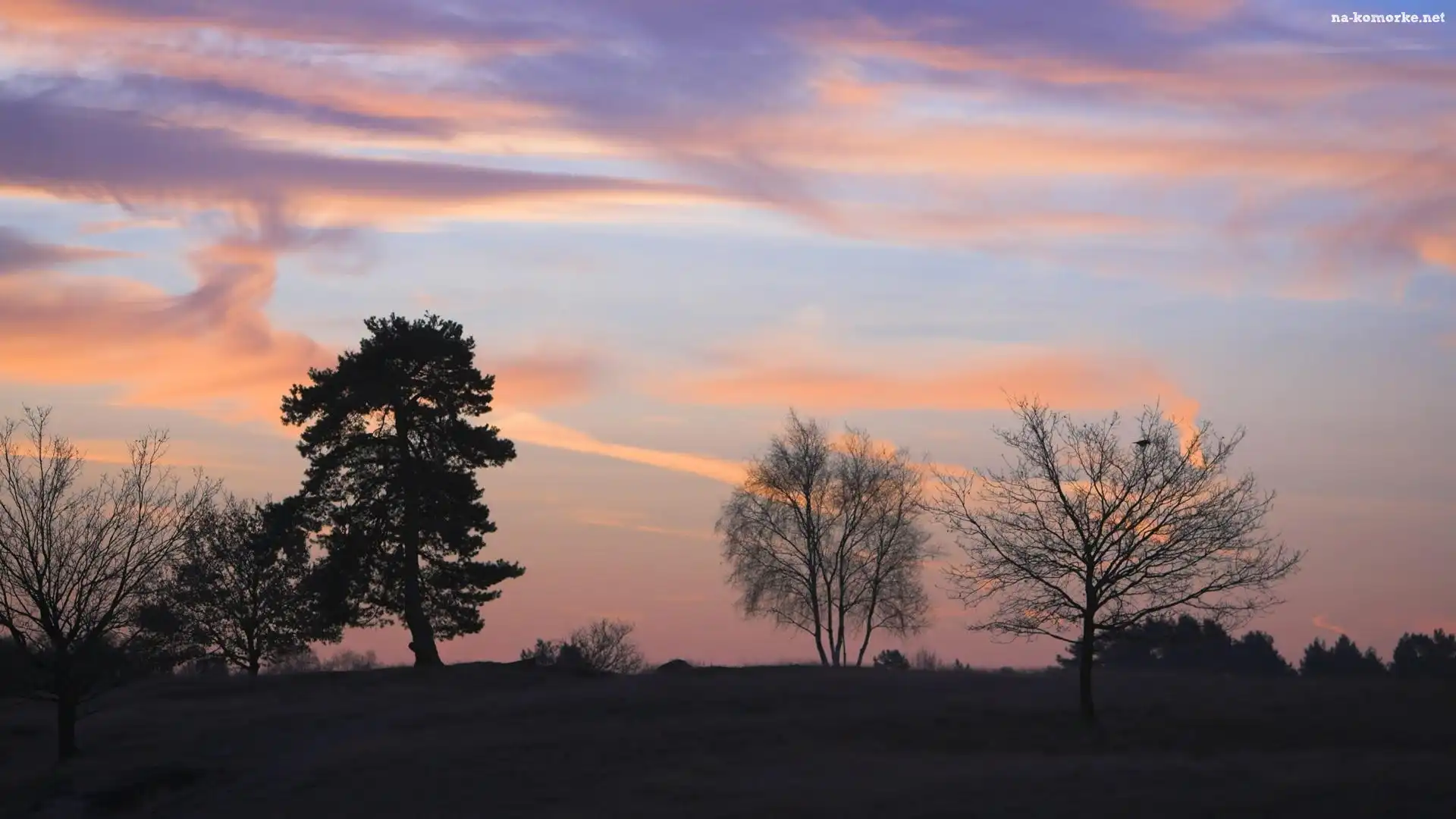 Zachód, Drzew, Słońca, Kilka